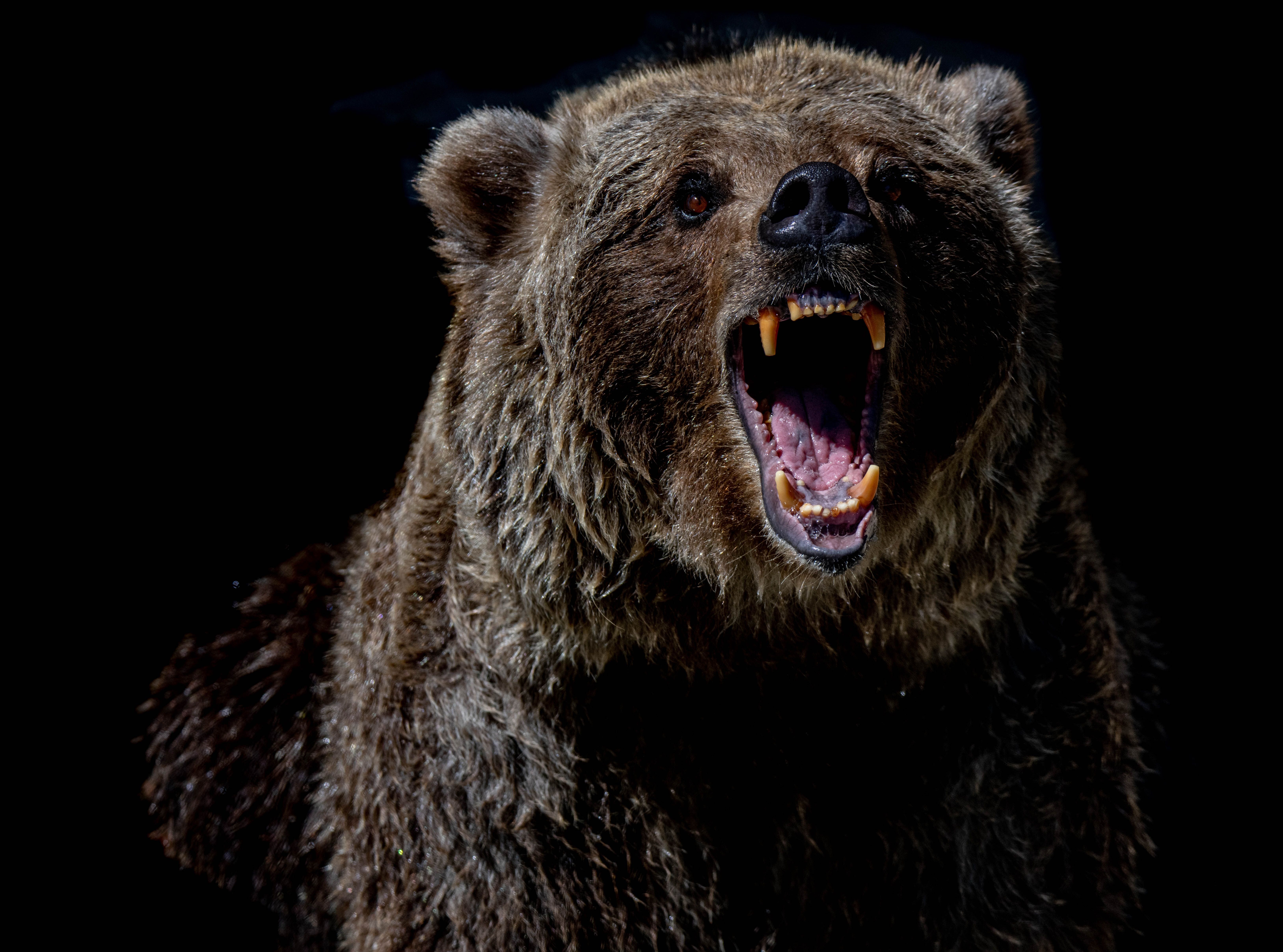 На Івано-Франківщині ведмідь вийшов із лісу та агресивно напав на коня