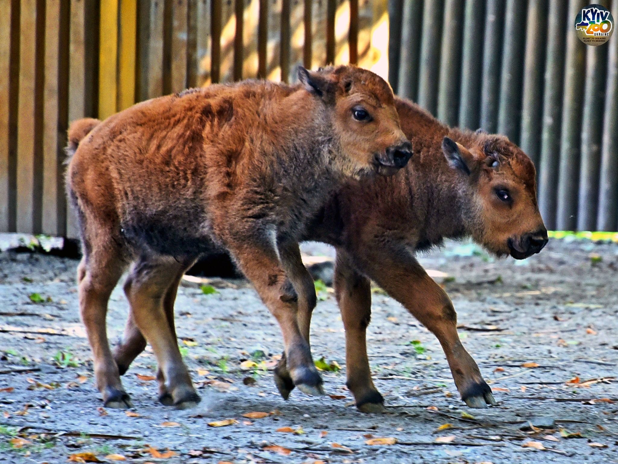 У Київському зоопарку народилися дитинчата бізона