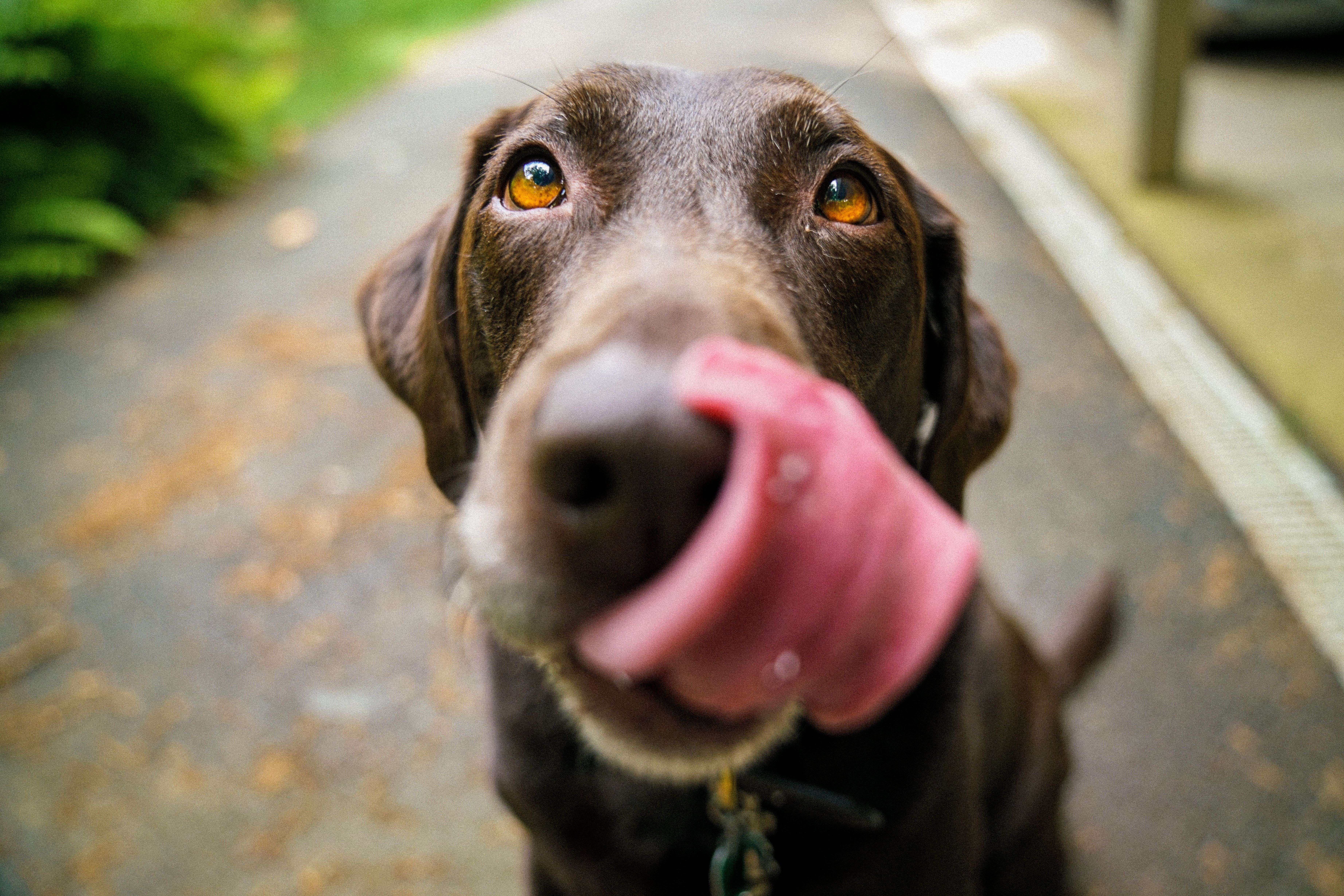Несвежее дыхание у собак является признаком патологии и отклонением от нормы