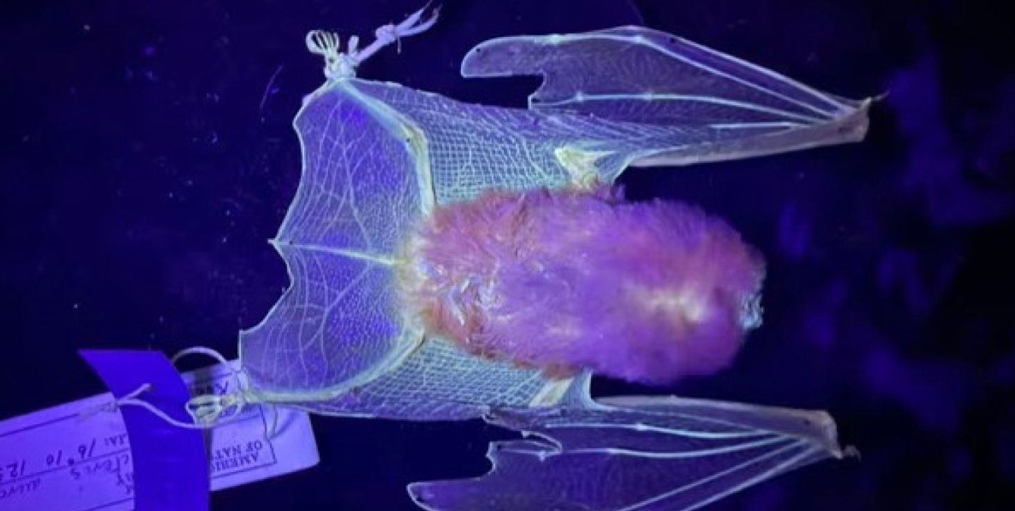 Оранжевая светящаяся летучая мышь с листовидным носом Оранжевая светящаяся летучая мышь с листовидным носом