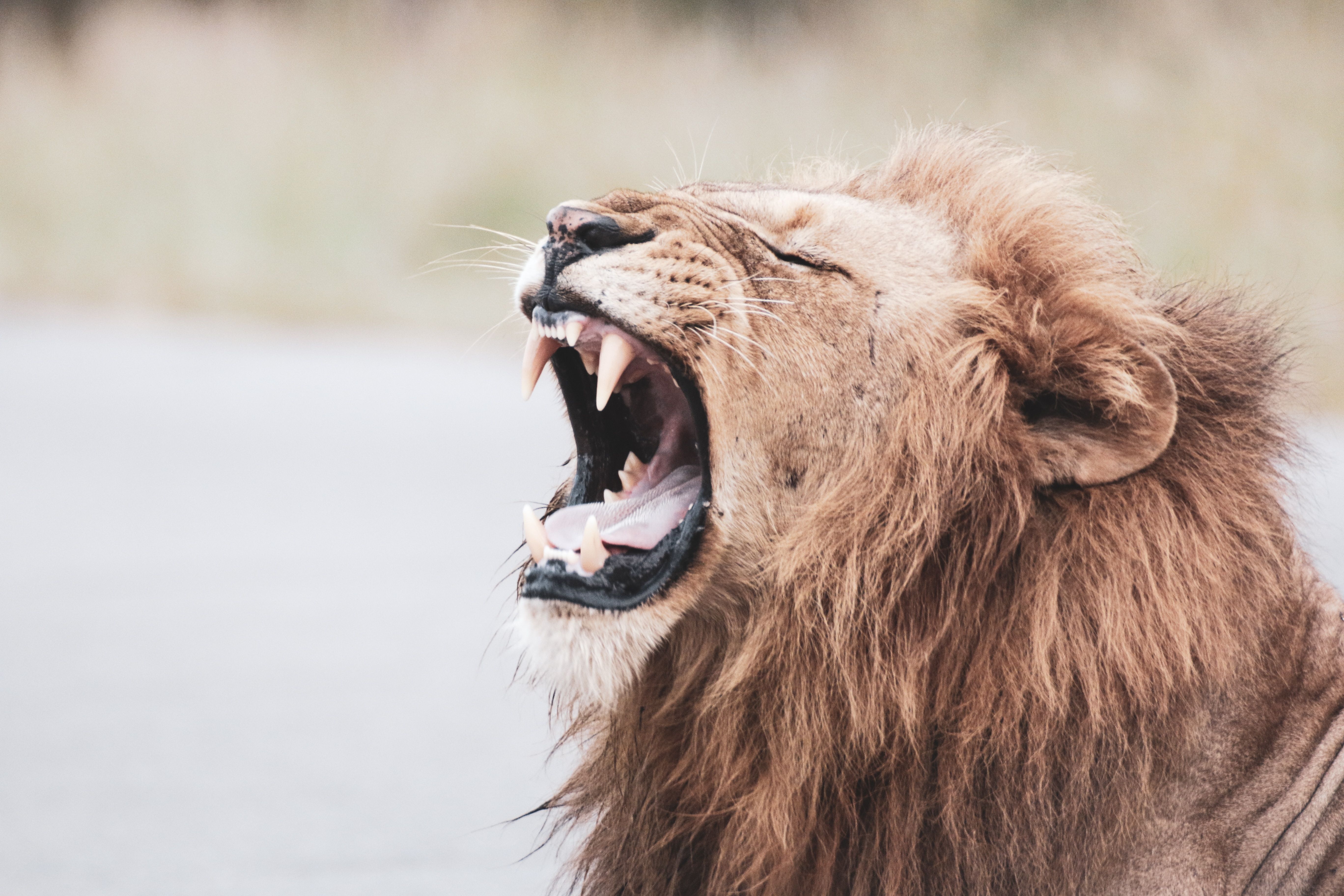 В Африке есть хищник, внушающий больше страха, чем львы