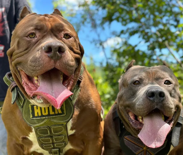 Халк та звичайний пітбуль