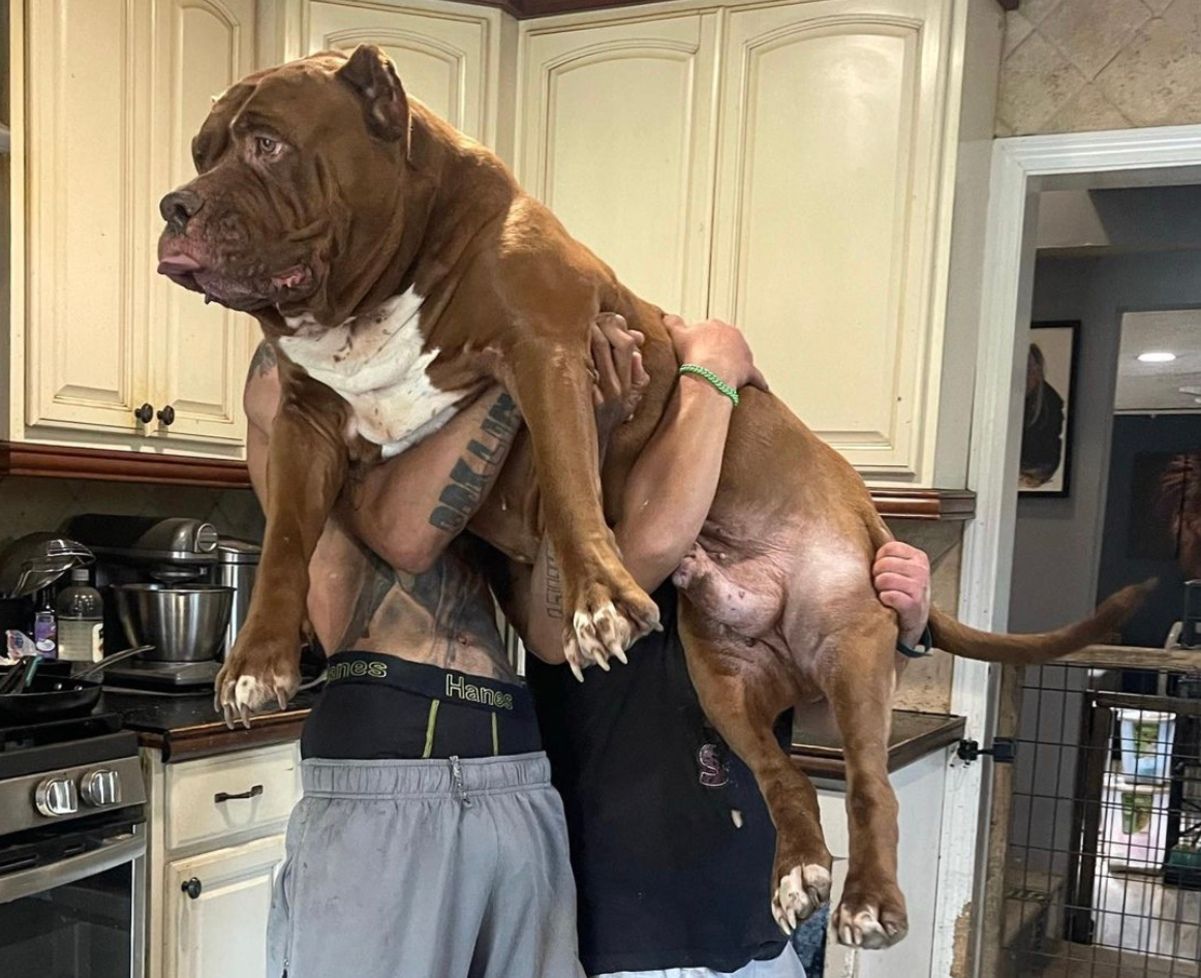 Как выглядит самый большой питбуль в мире весом 80 килограммов Как выглядит самый большой питбуль в мире весом 80 килограммов