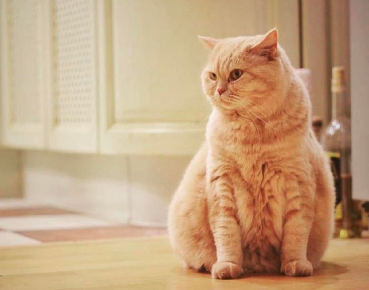 Кота Апельмона більше немає Кота Апельмона більше немає