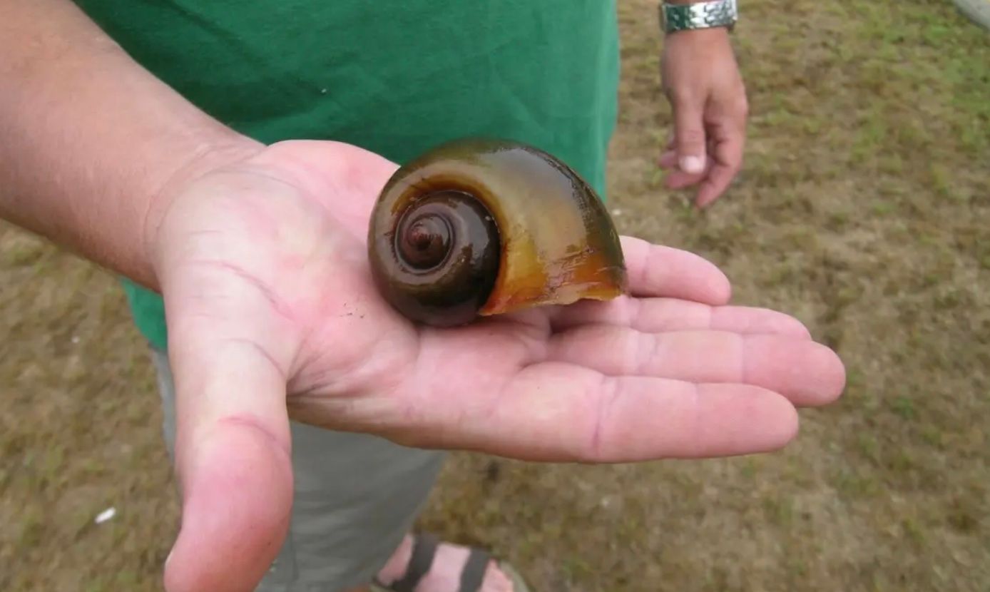 В США обнаружили смертоносную яблочную улитку В США обнаружили смертоносную яблочную улитку