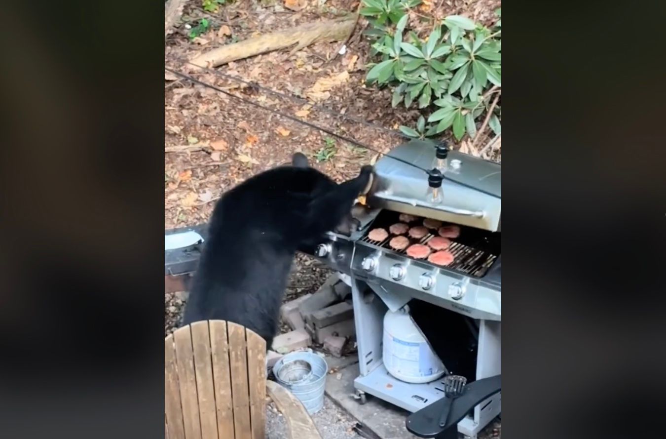 Медведи ворвались на пикник и съели бургеры с гриля туристов Медведи ворвались на пикник и съели бургеры с гриля туристов