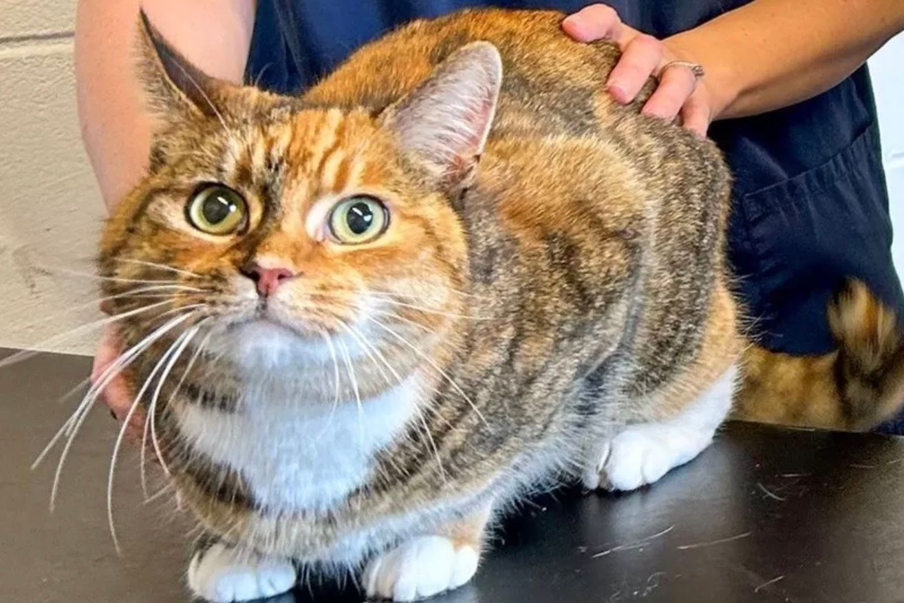 Рентгеновский снимок показал, что тайно ела кошка Рентгеновский снимок показал, что тайно ела кошка