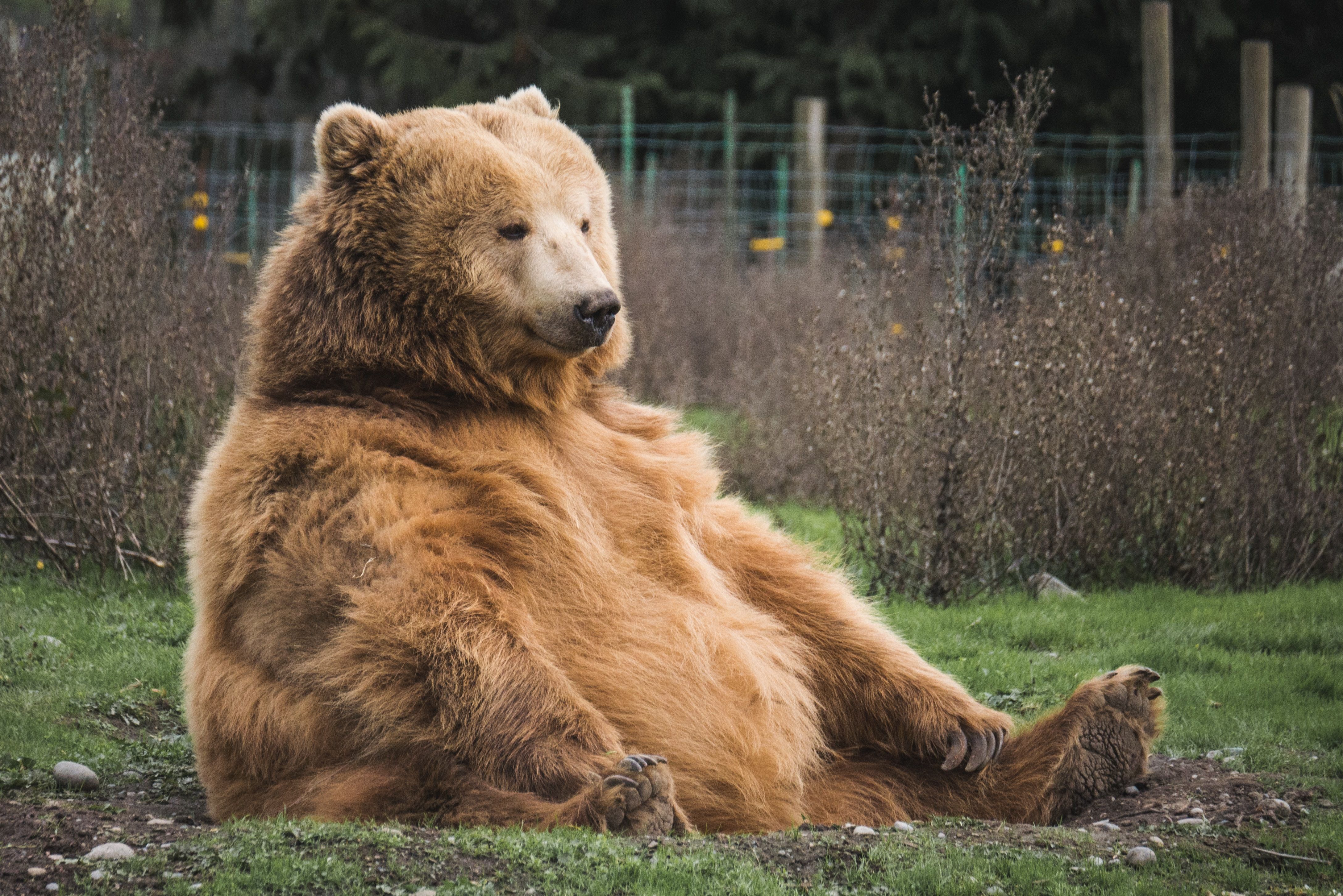 На Алясці обрали найтовстішого ведмедика у світі