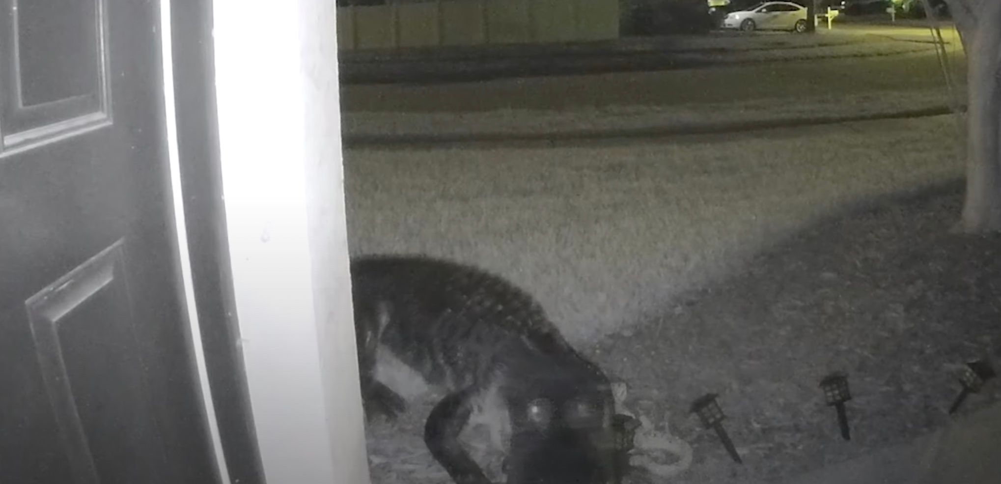 Алігатор з самого ранку заявився у гості Алігатор з самого ранку заявився у гості