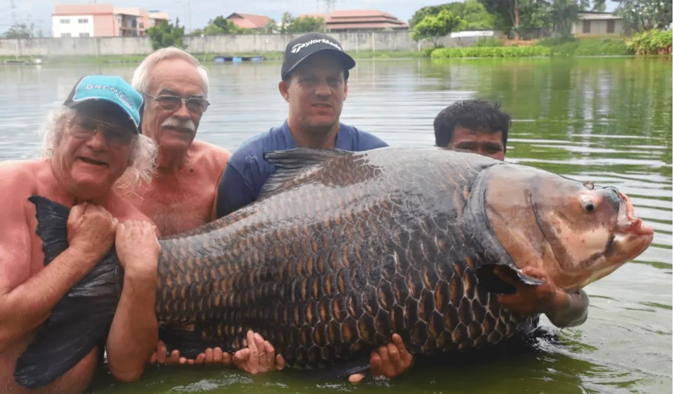 Чоловік упіймав рекордного 114-кілограмового коропа на вудку Чоловік упіймав рекордного 114-кілограмового коропа на вудку