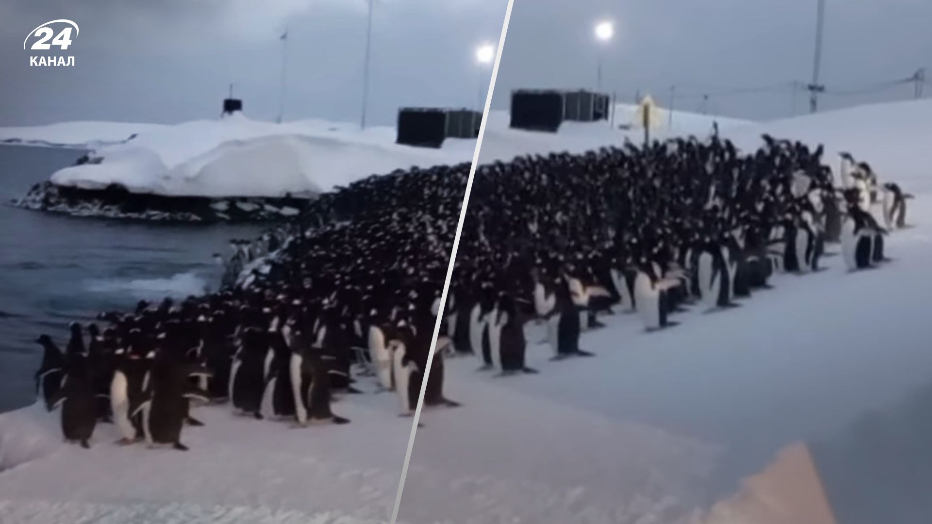 Пінгвіни біля станції Академік Вернадський йдуть снідати - полярники показали миле відео 