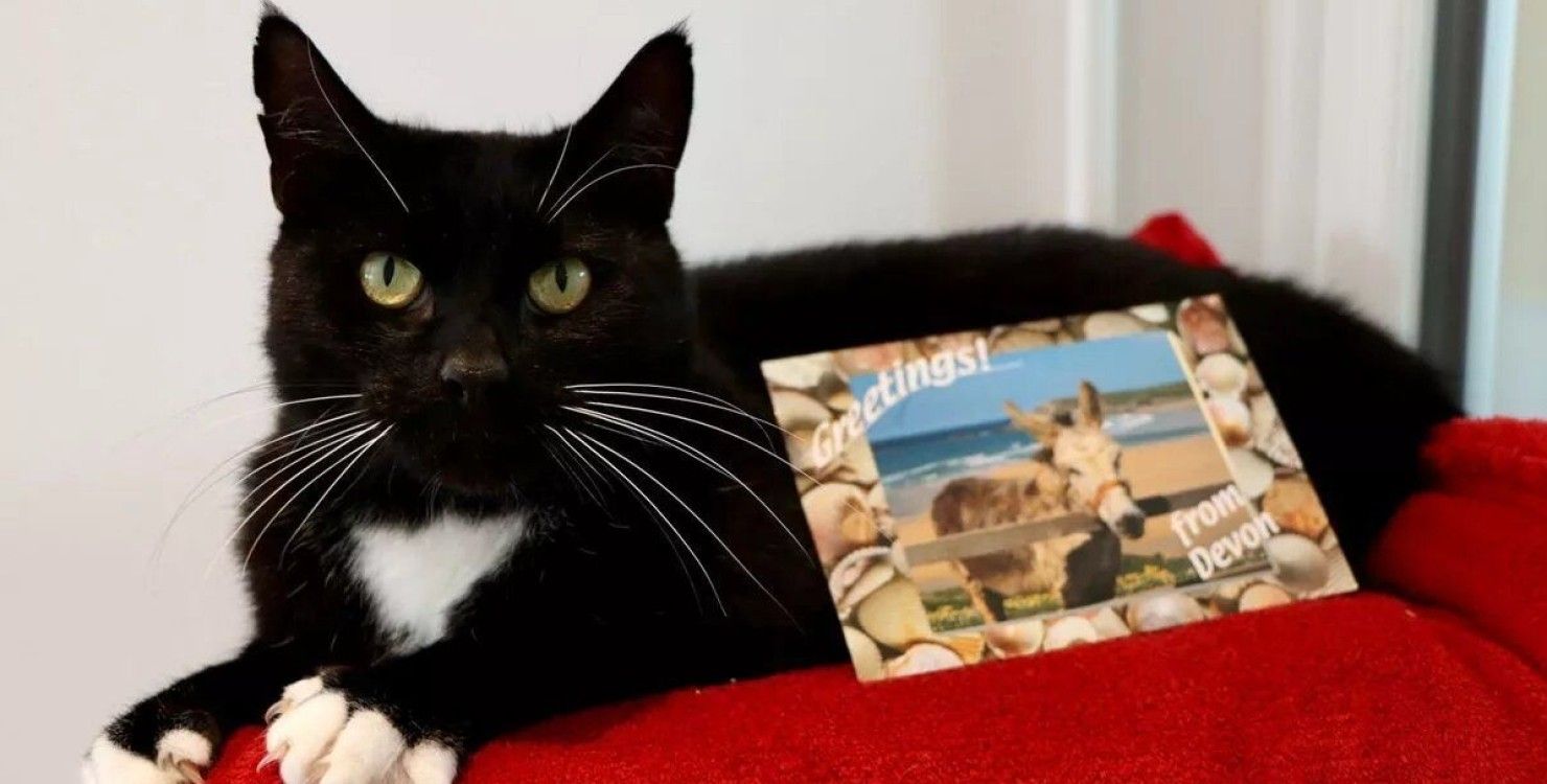 Кіт просидів у трейлері 560 кілометрів Кіт просидів у трейлері 560 кілометрів