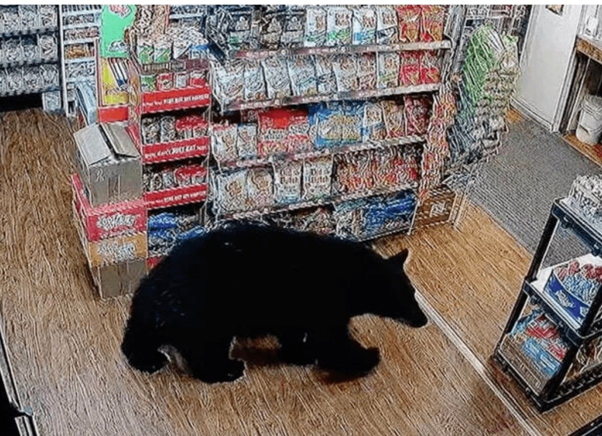 Ведмідь схопив упаковку жувальних ведмедиків і втік Ведмідь схопив упаковку жувальних ведмедиків і втік