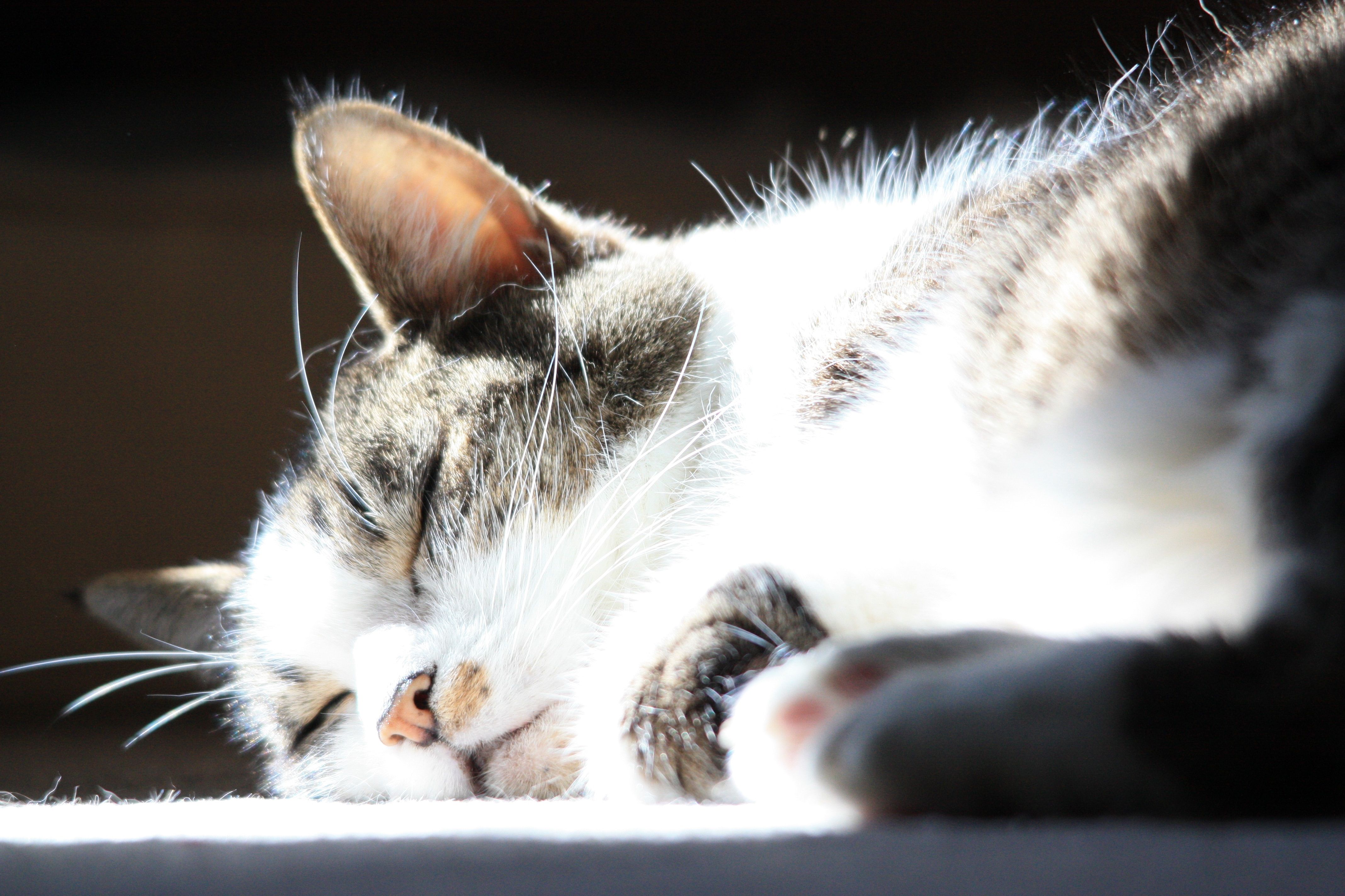 Чому кішки сплять на людях Чому кішки сплять на людях