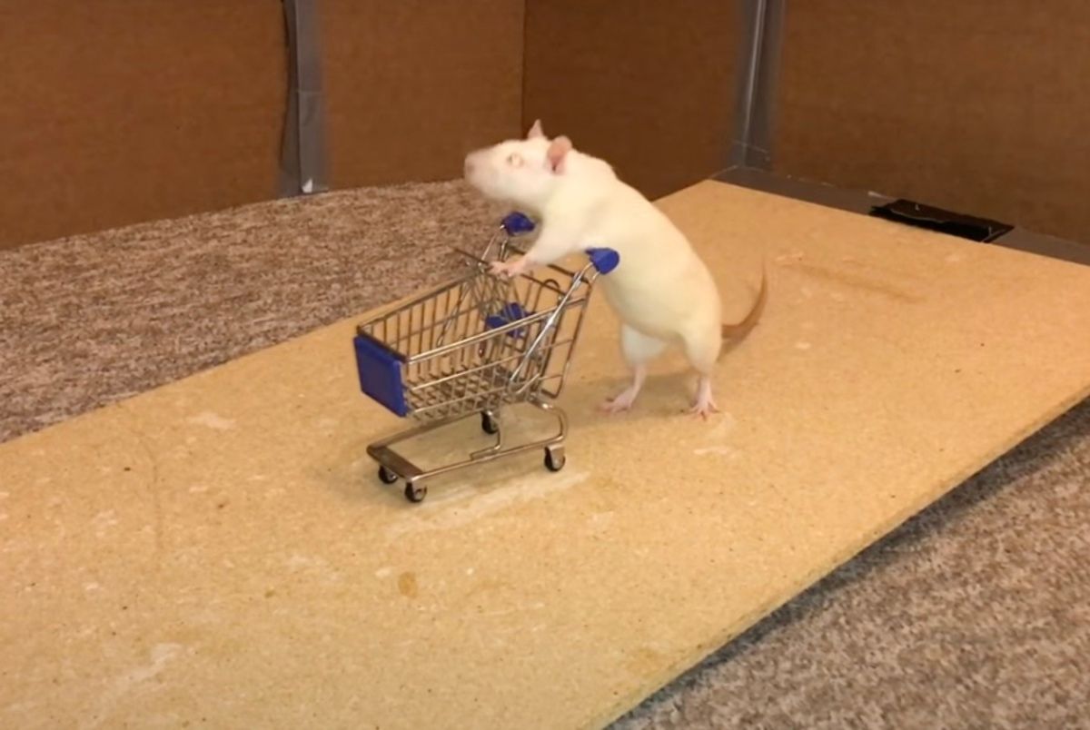 Девушка тренирует своих домашних крыс