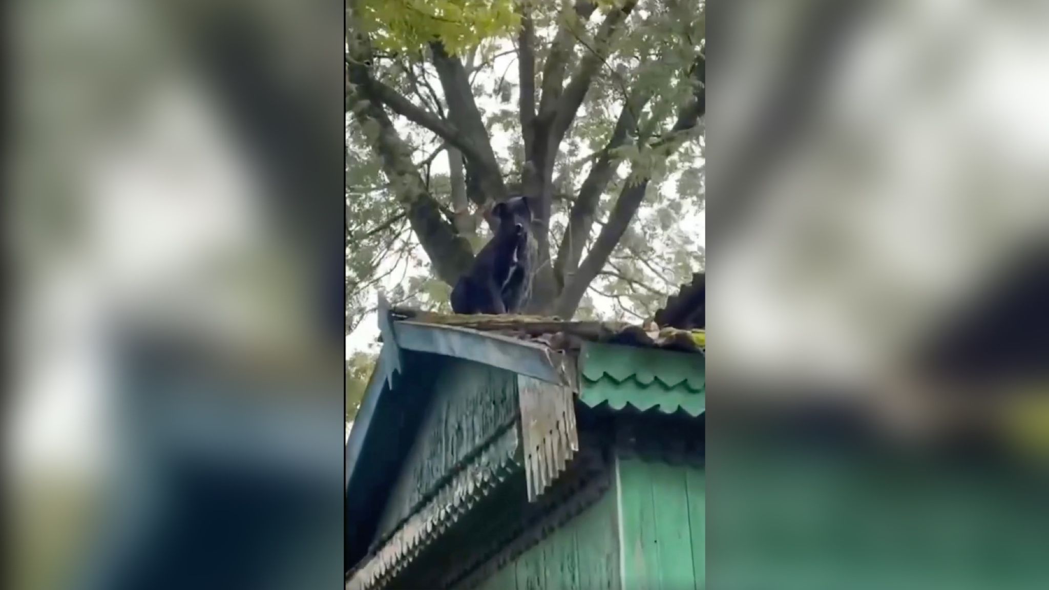 У Рівненській області врятували травмованого собаку У Рівненській області врятували травмованого собаку