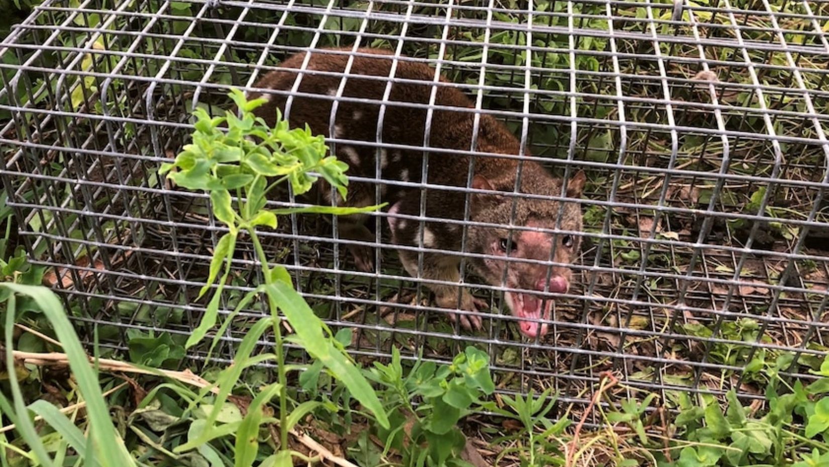 У Південній Австралії помітили плямистого квола У Південній Австралії помітили плямистого квола