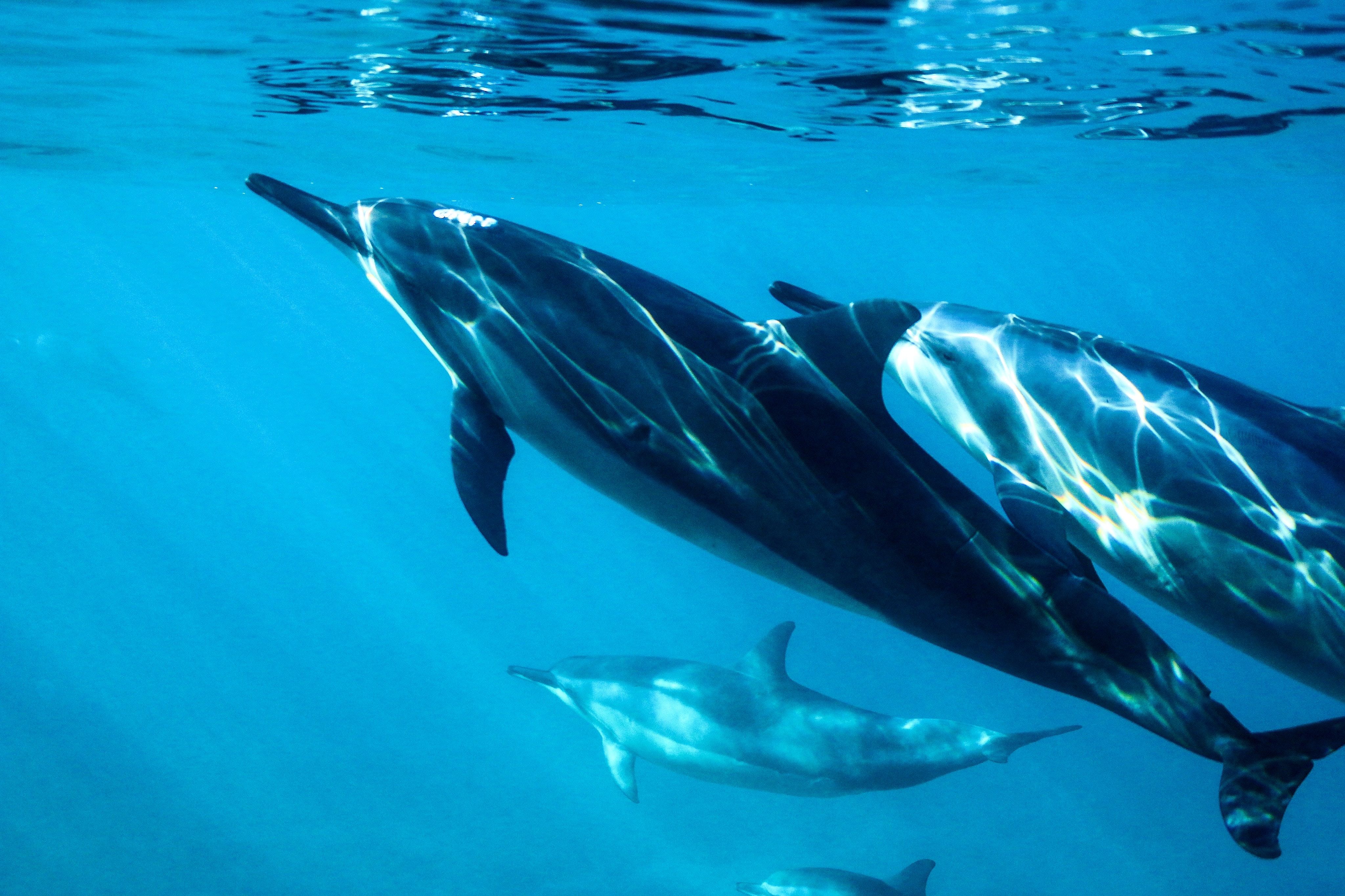 Дельфины заводят друзей во время "пира" с лососем