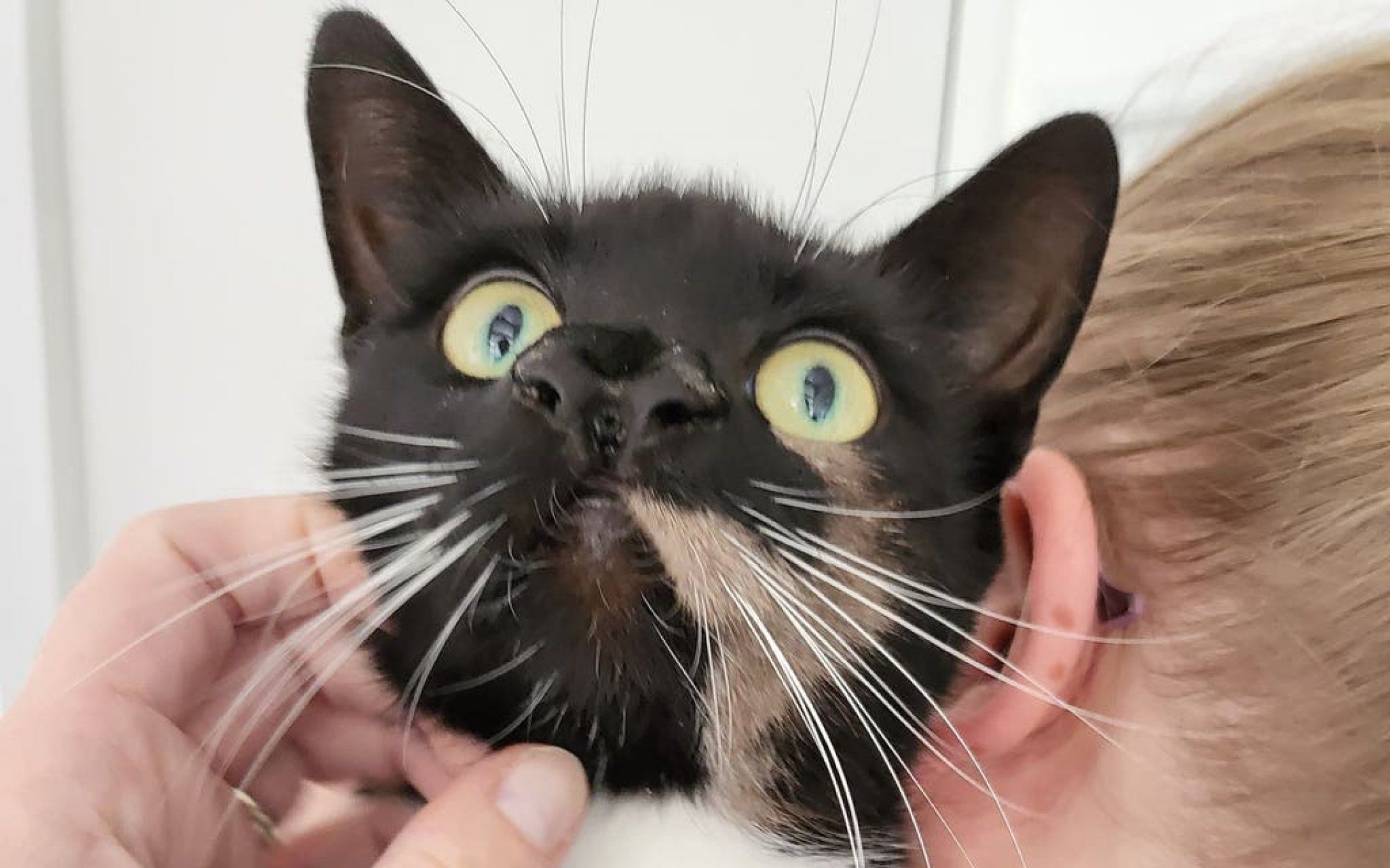 В Британии нашли кота с двумя носами В Британии нашли кота с двумя носами