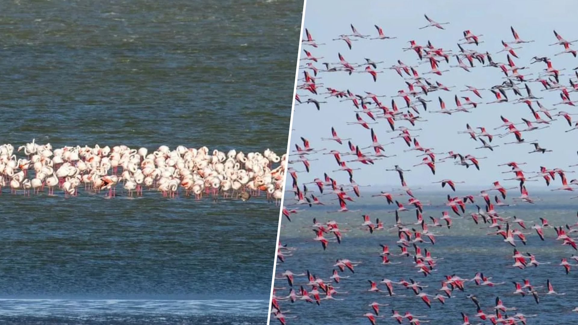На Одесчину прилетело более тысячи розовых фламинго
