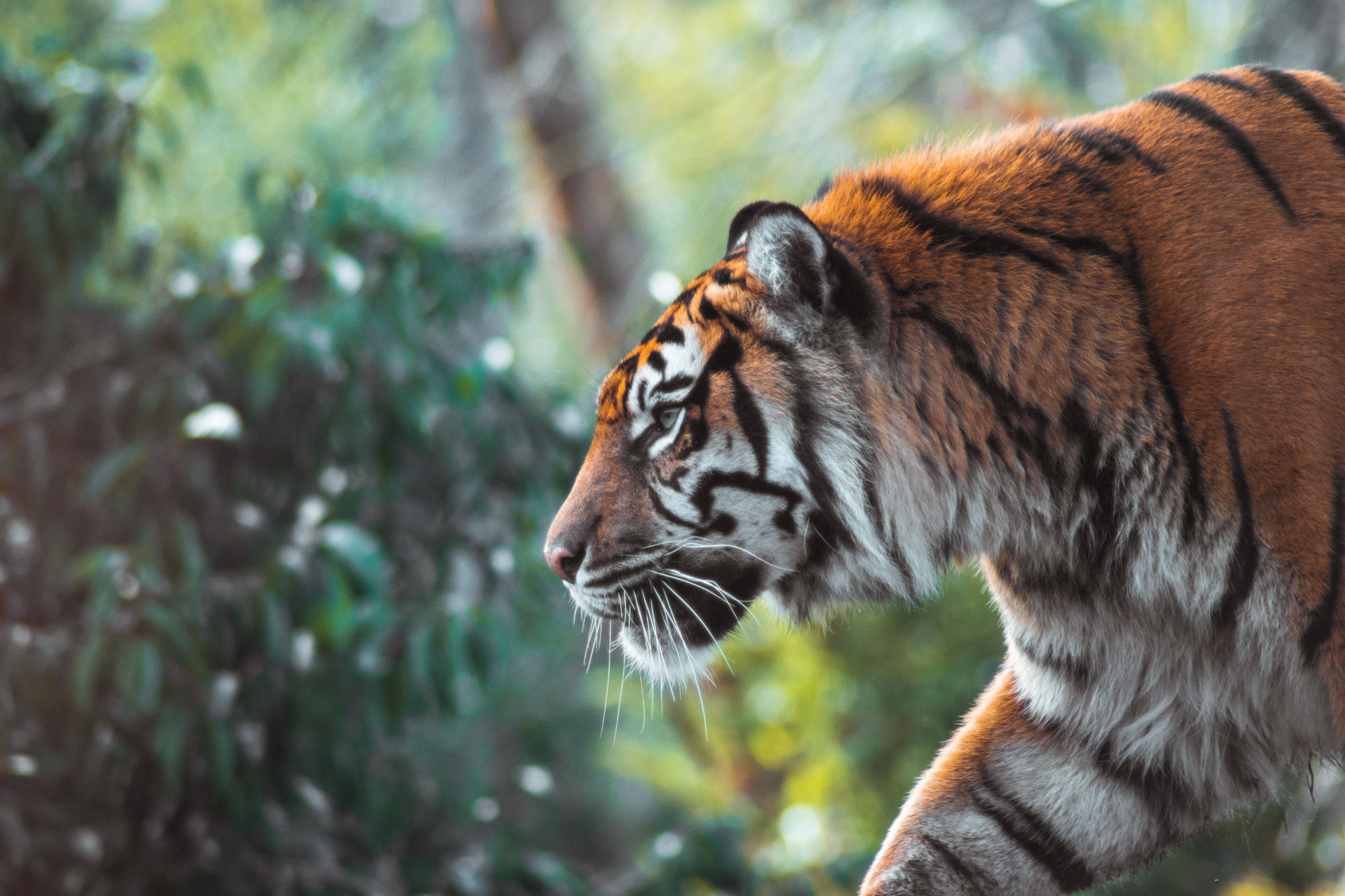 Фотограф зафиксировал королевскую бенгальскую тигрицу в мангровых зарослях
