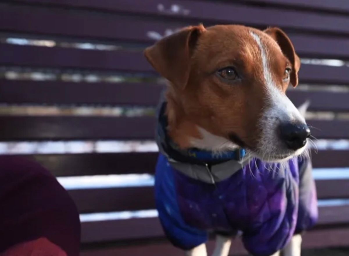 Пес Патрон Пес Патрон