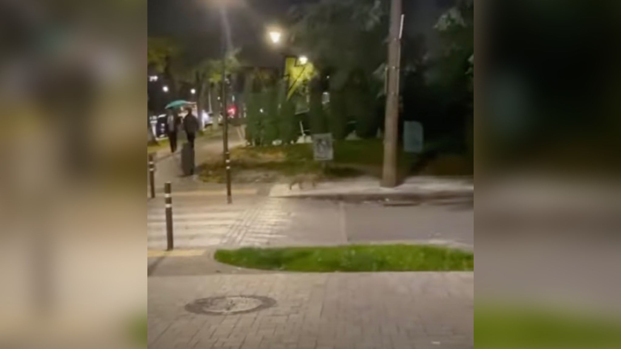В Луцке в центре города заметили лису