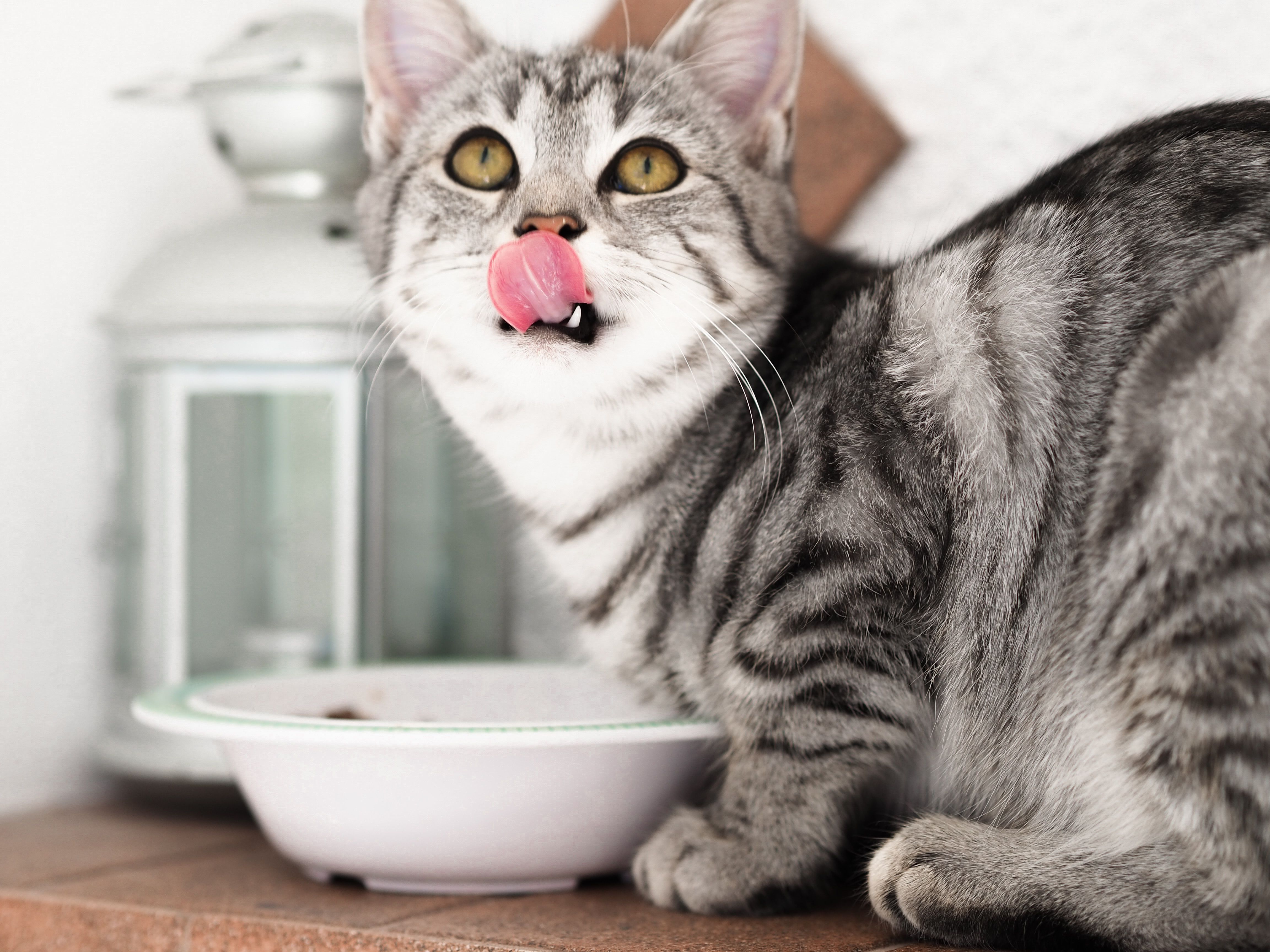 Чому навіть ситі коти крадуть зі столу їжу