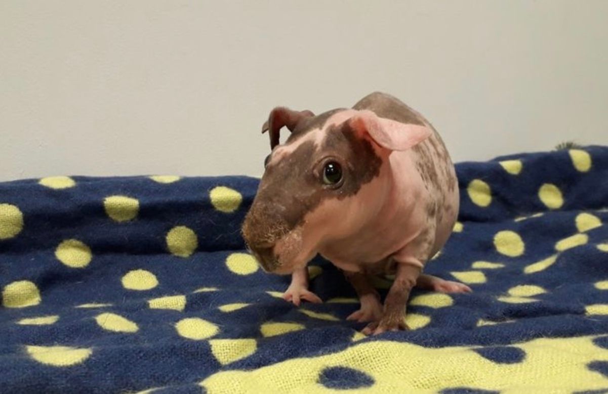 Морская свинка скинни Морская свинка скинни