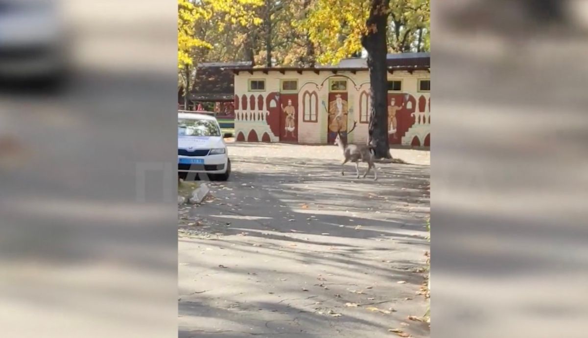 В Киеве олень бегал во дворах многоэтажек