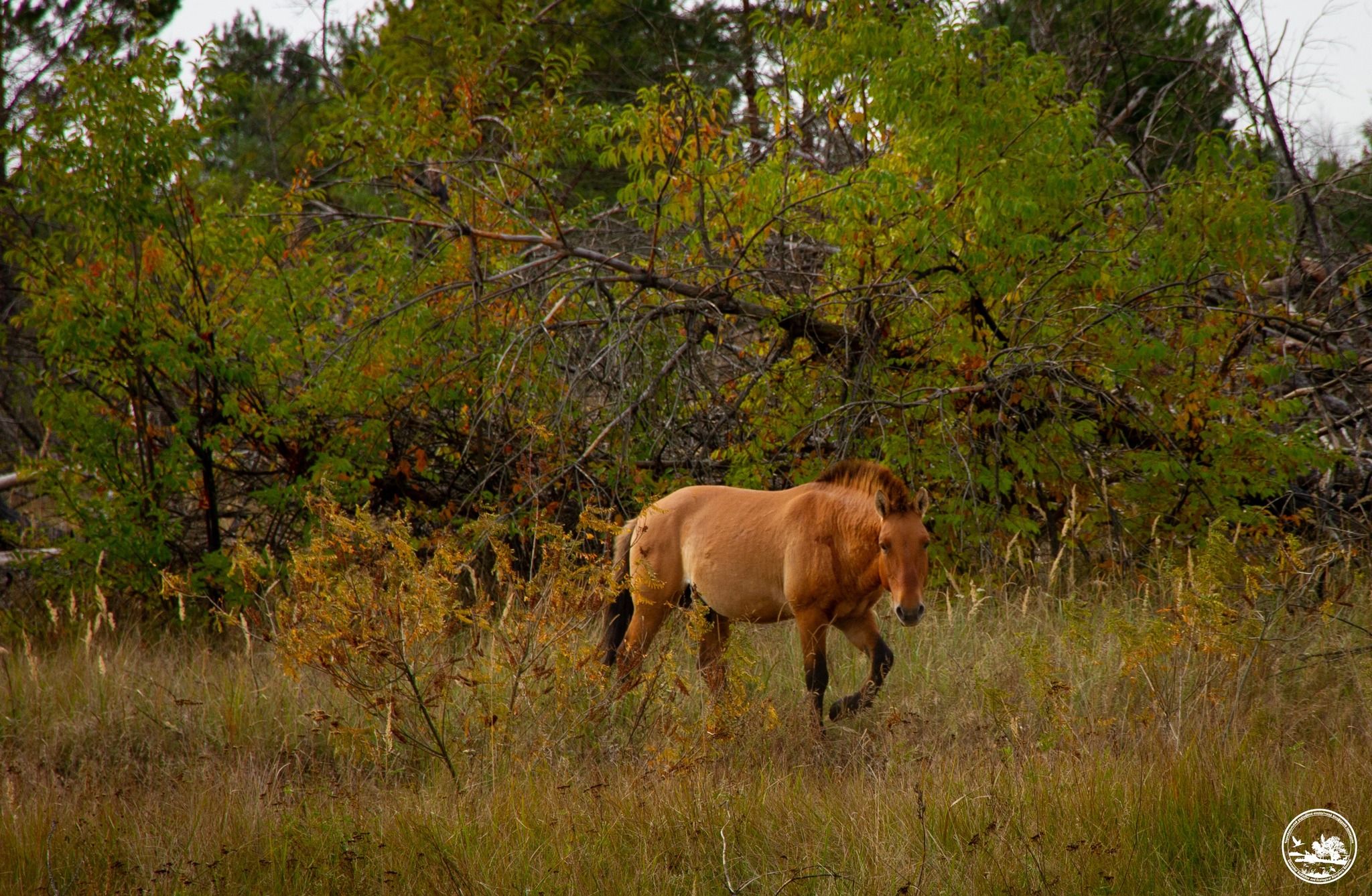 У Чорнобилі показали коней Пржевальського У Чорнобилі показали коней Пржевальського