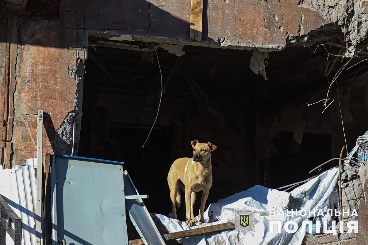 Полицейские показали собак на руинах Авдеевки