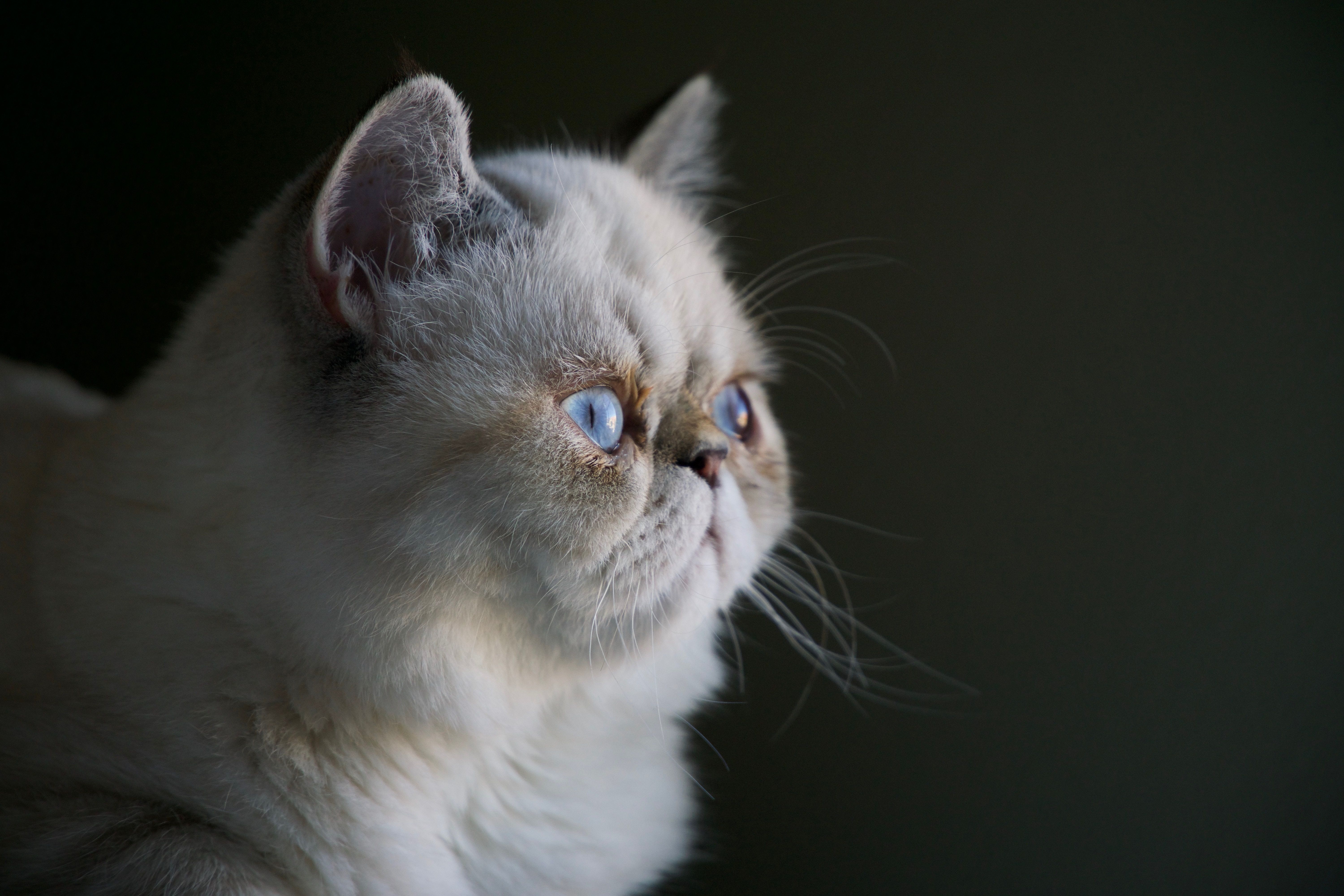 Ученые призывают не покупать некоторые породы кошек