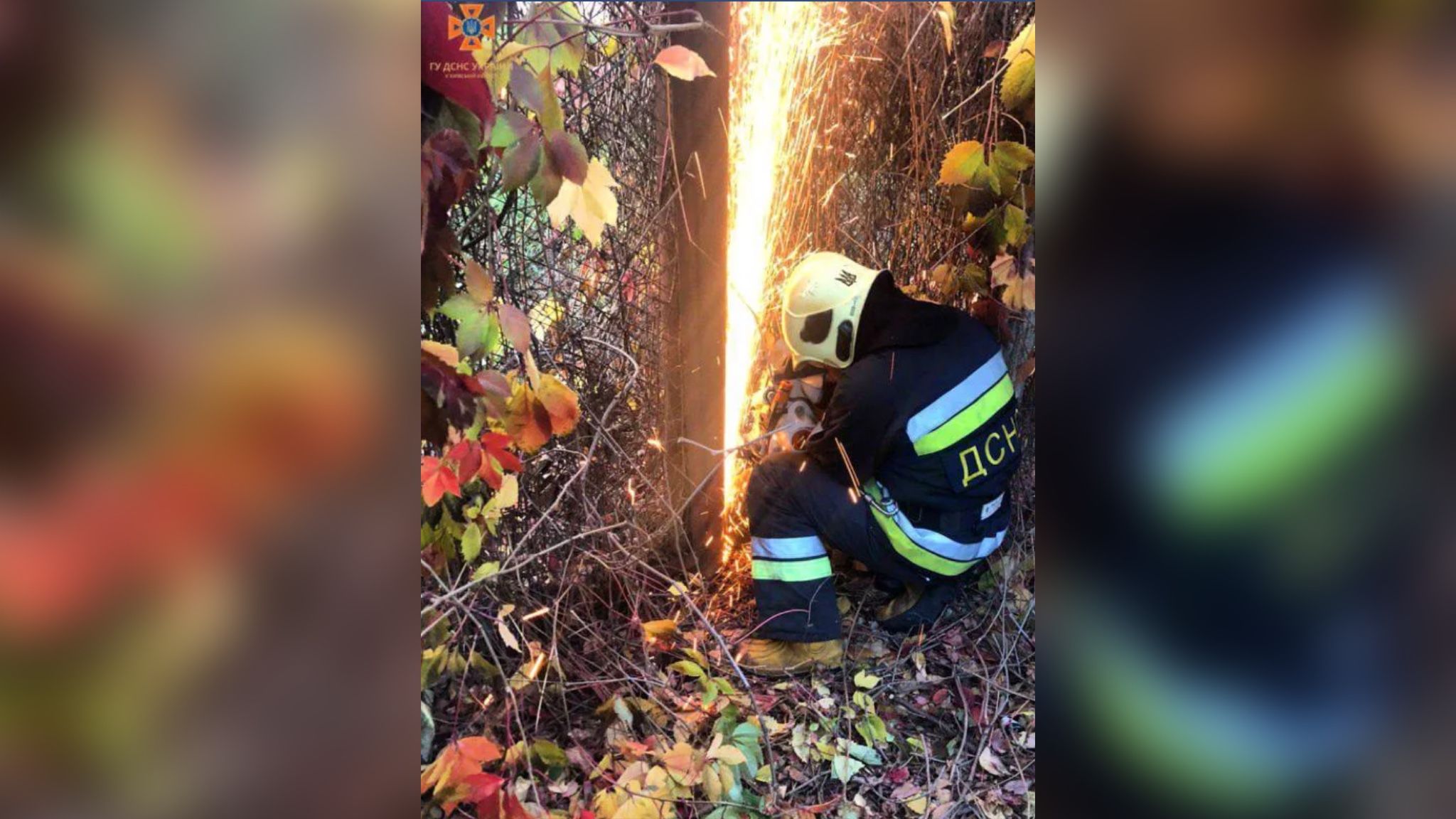 В Киевской области ГСЧС спасли котенка В Киевской области ГСЧС спасли котенка