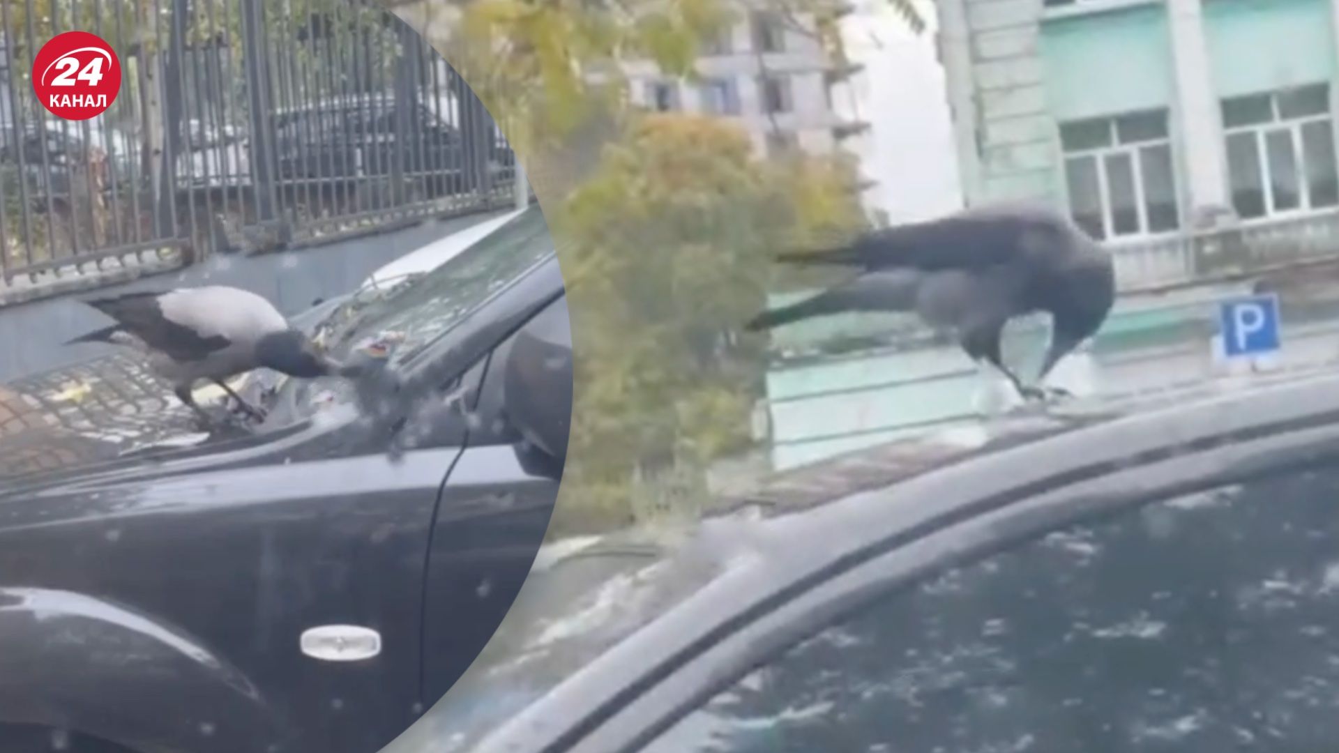 Ворона в Днепре украла штраф за парковку