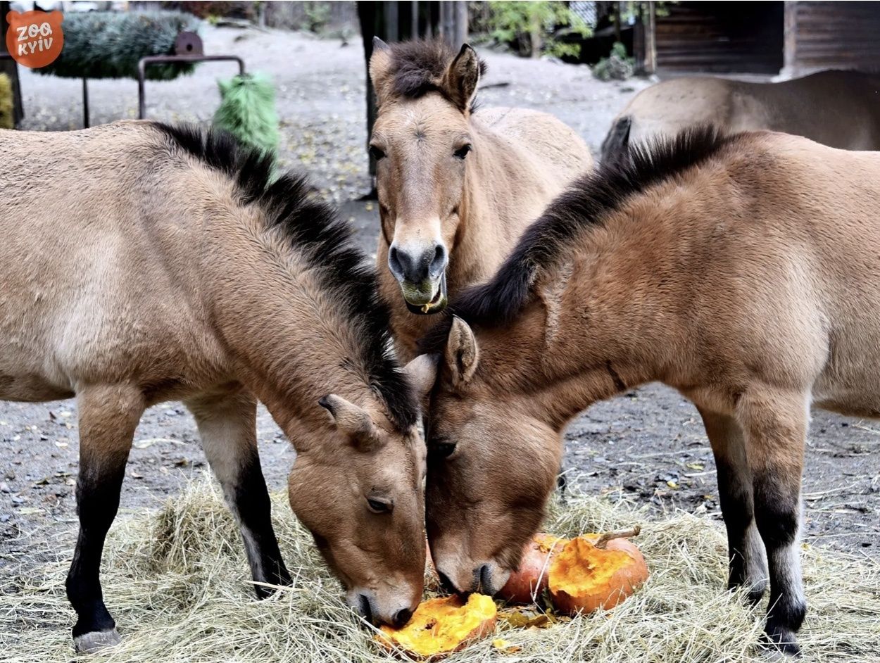 В Киевском зоопарке состоится финальный тыквенный уикенд В Киевском зоопарке состоится финальный тыквенный уикенд