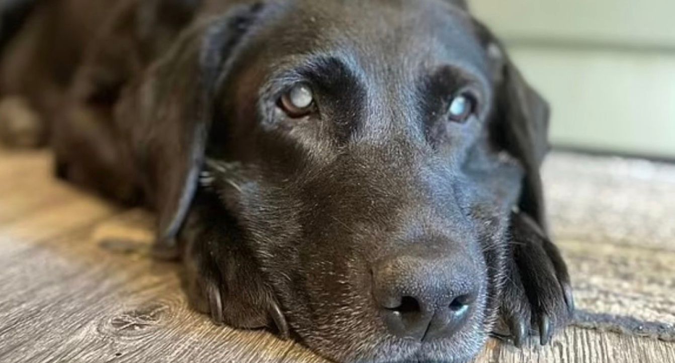 Благотворительная организация Drone to Home помогла найти животное Благотворительная организация Drone to Home помогла найти животное