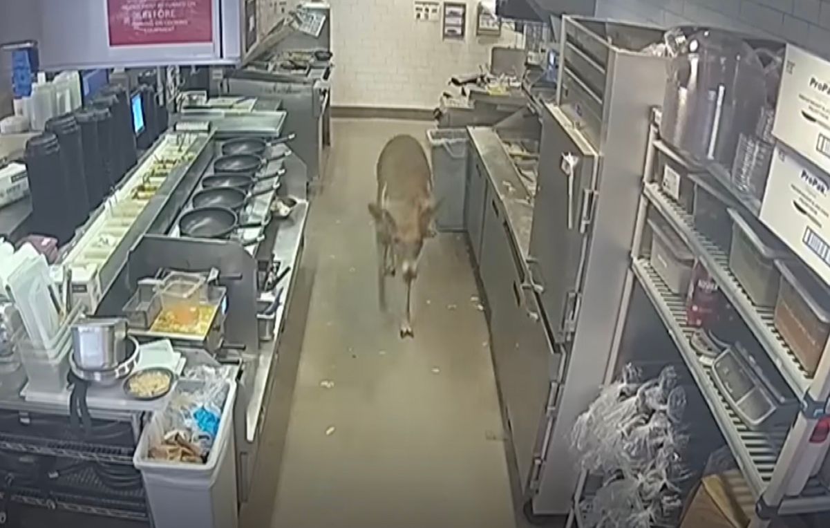 Олень посреди обеденного перерыва посетил ресторан полный посетителей Олень посреди обеденного перерыва посетил ресторан полный посетителей