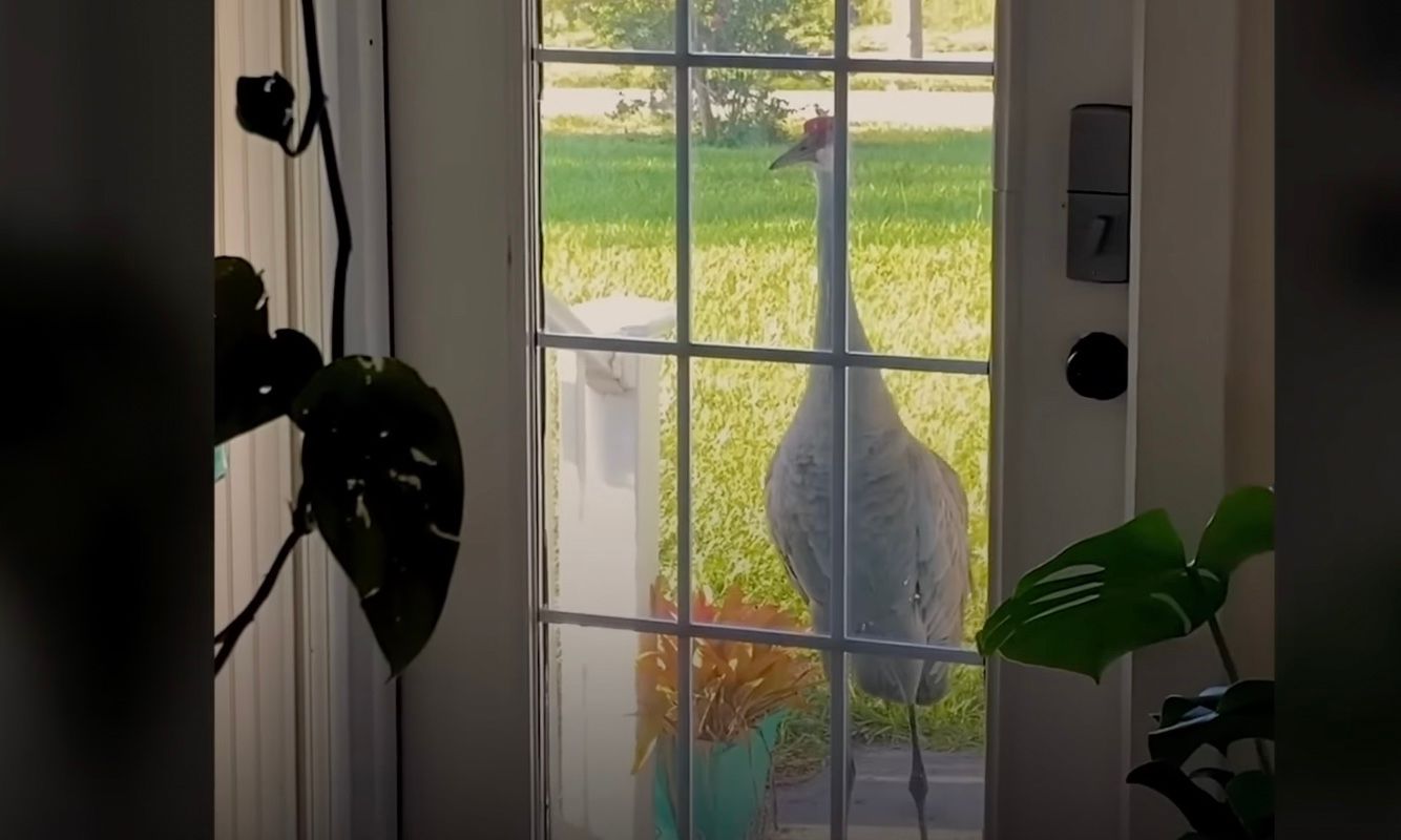 На заднем дворе женщины поселился журавль На заднем дворе женщины поселился журавль