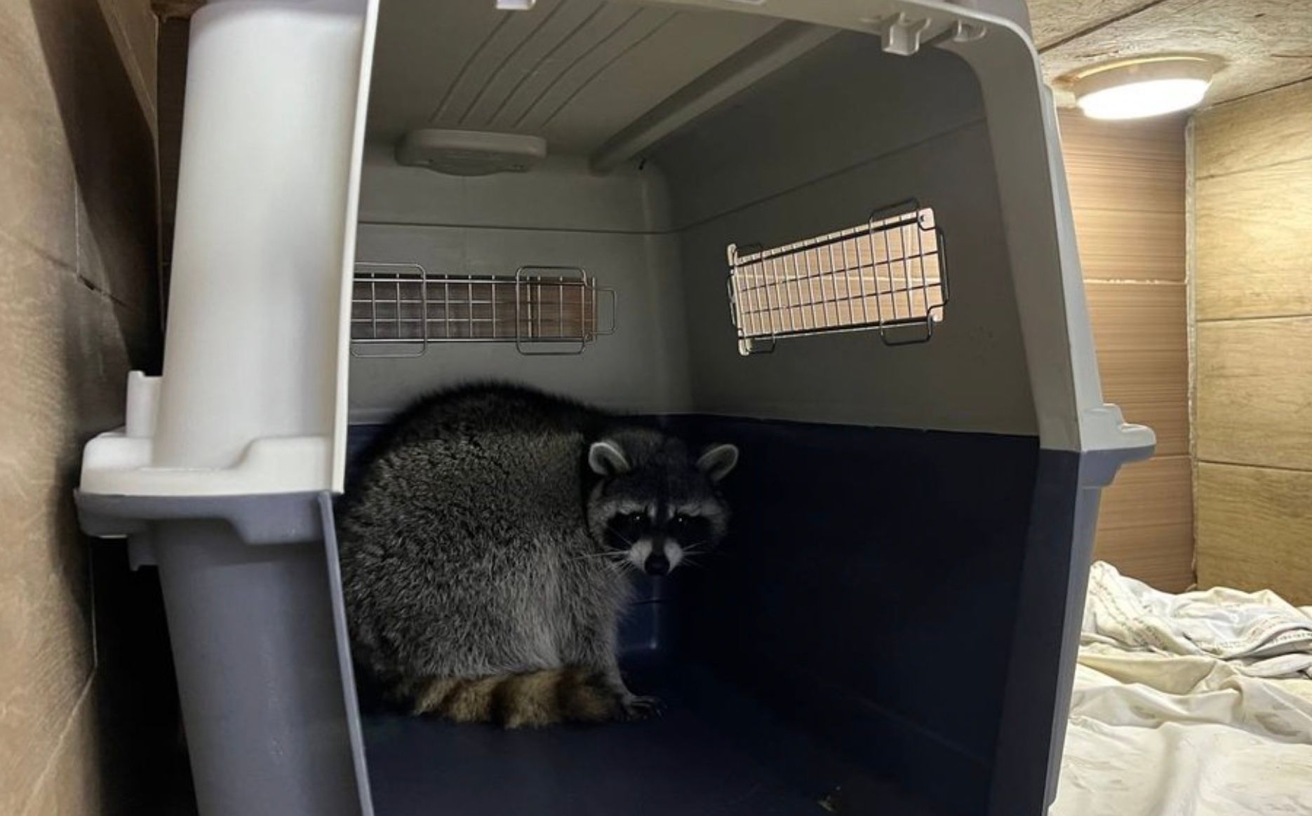 Єнота Костянтина привезли з Донецька до Львова Єнота Костянтина привезли з Донецька до Львова