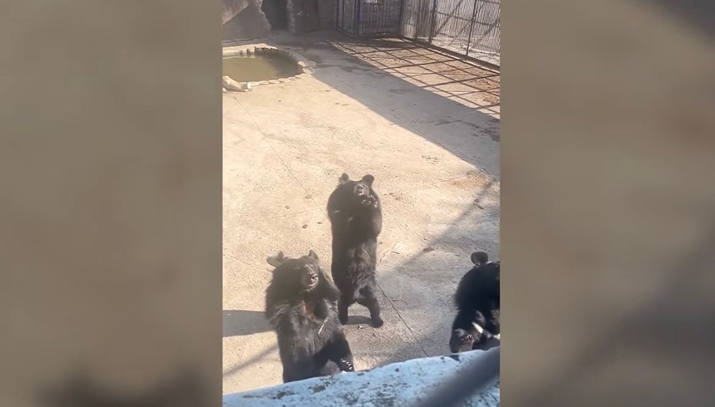 Медведи в зоопарке станцевали китайский танец