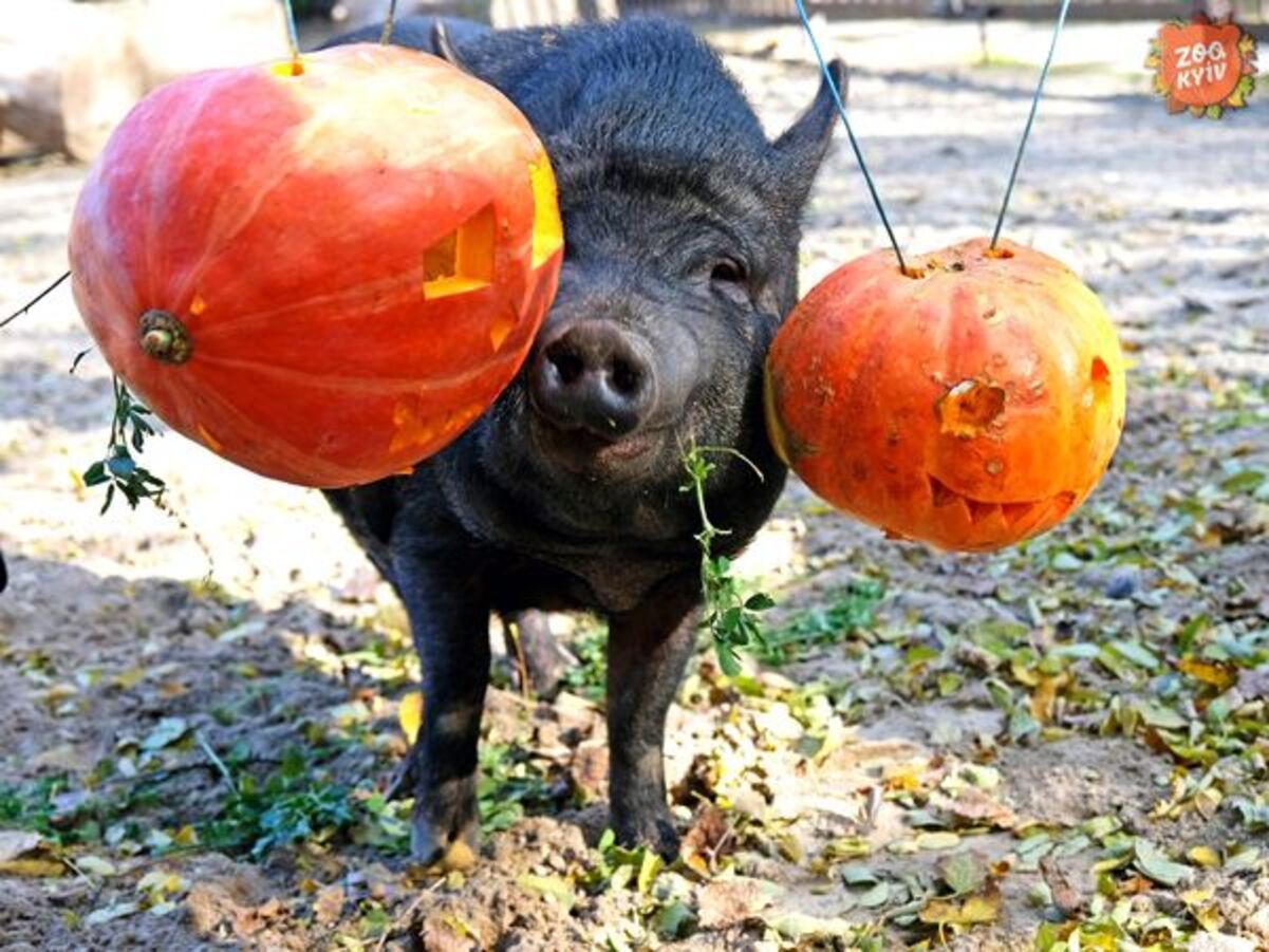 В Киевском зоопарке животные присоединились к празднованию Хэллоуина