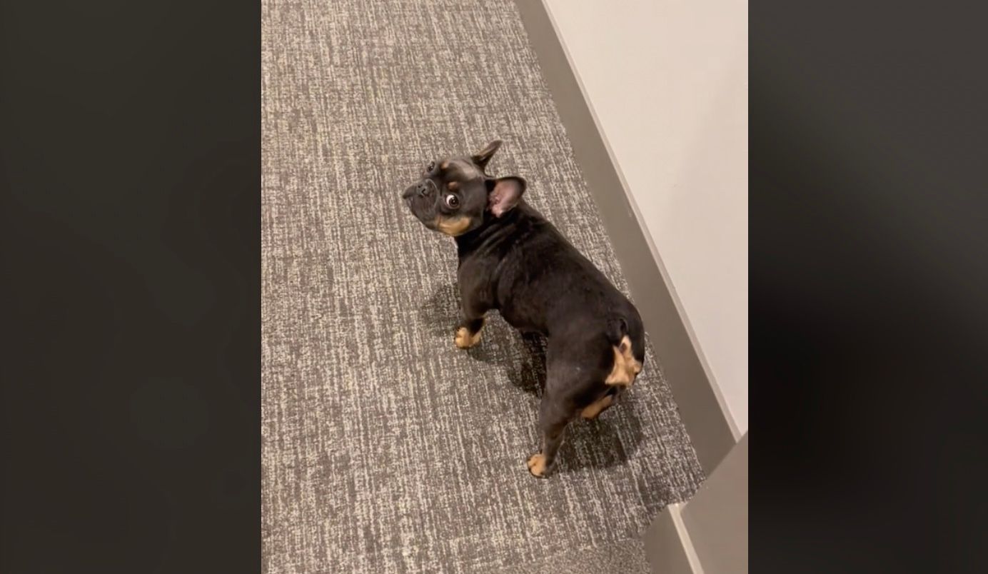 Бульдог рассмешил сеть реакцией на украшение к Хэллоуину Бульдог рассмешил сеть реакцией на украшение к Хэллоуину