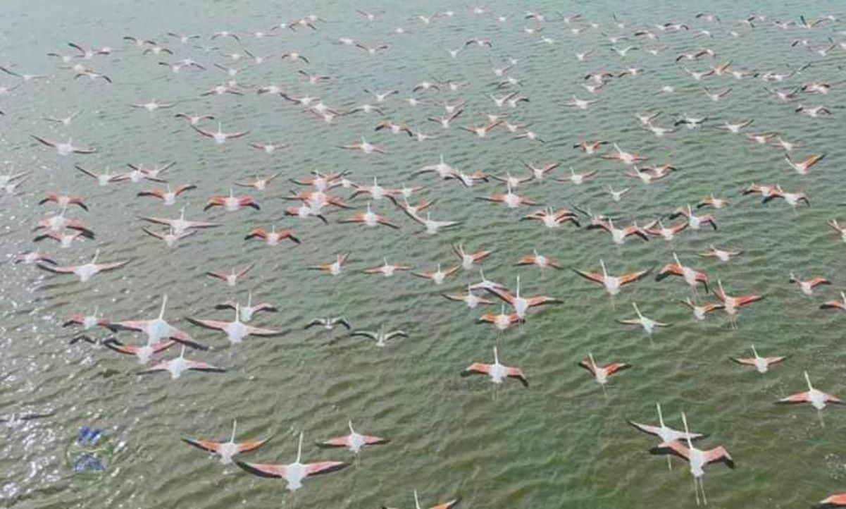 На Одещині зафіксували рекордну кількість рожевих фламінго На Одещині зафіксували рекордну кількість рожевих фламінго