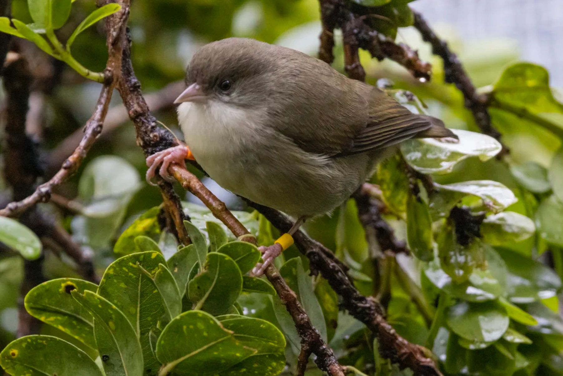 Акікікі може повністю зникнути Акікікі може повністю зникнути