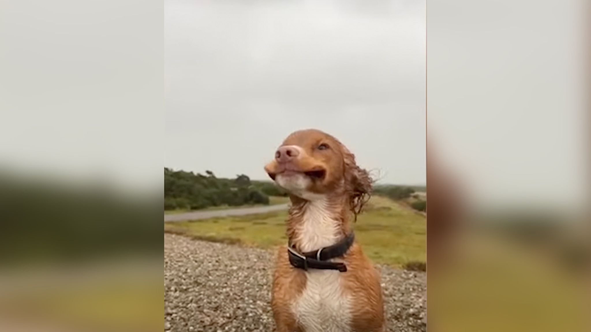 Чарівний спанієль сміливо витримав сильні пориви вітру Чарівний спанієль сміливо витримав сильні пориви вітру