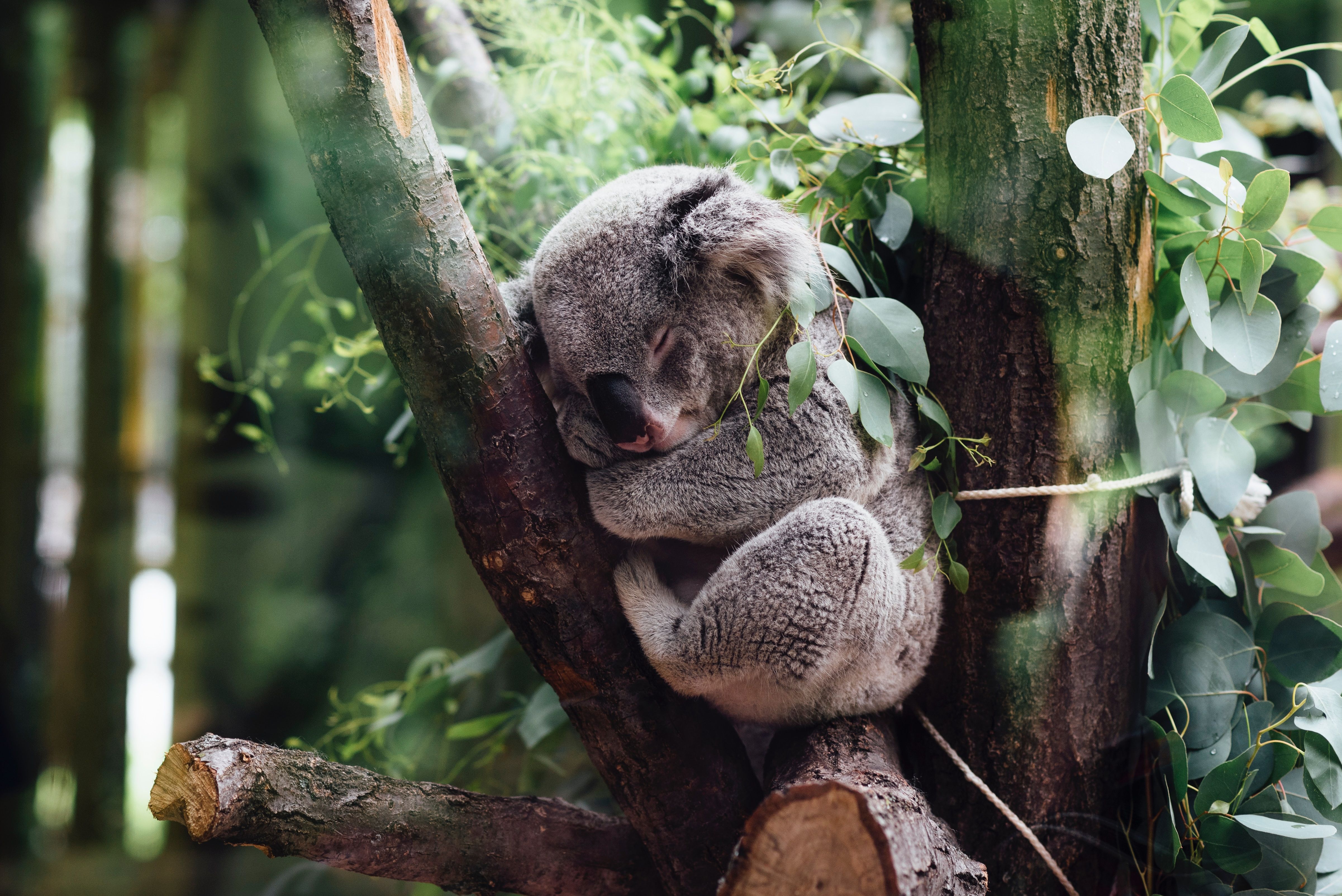 Вид коали потрапив під загрозу зникнення