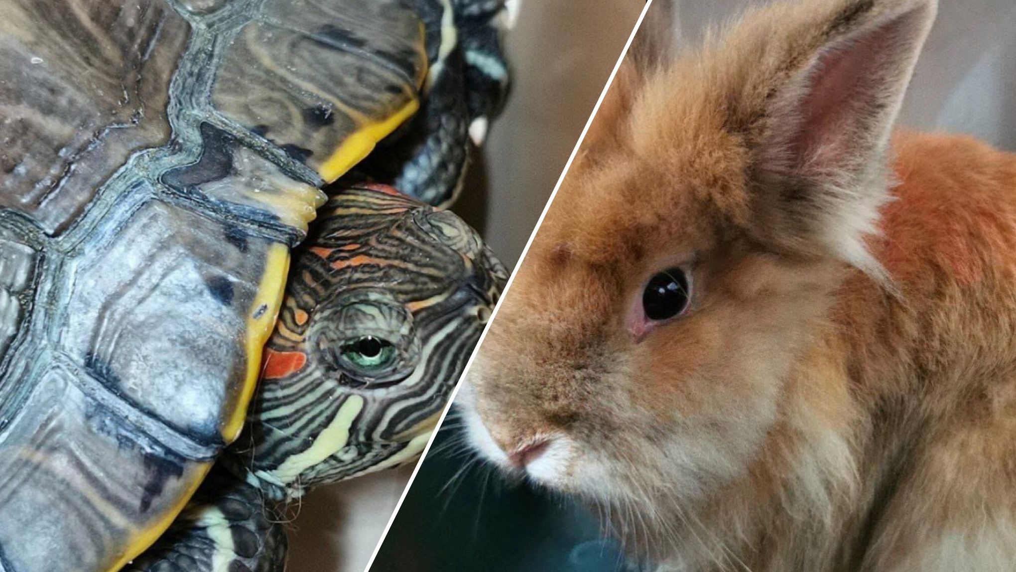 В Києві у сміттєвому баці знайшли маленького кролика та червоновуху черепаху