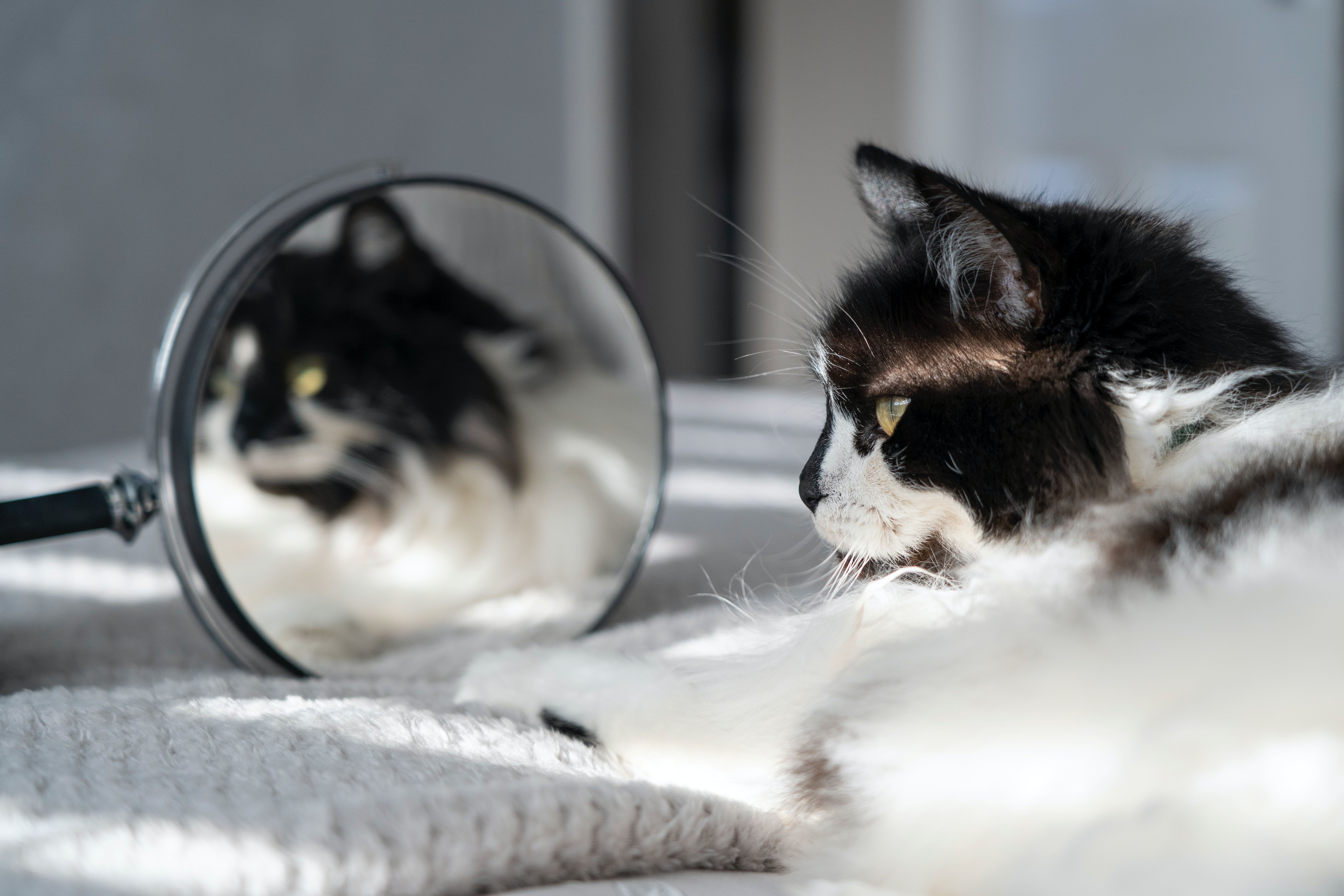 Какие животные действительно могут узнать себя в зеркале