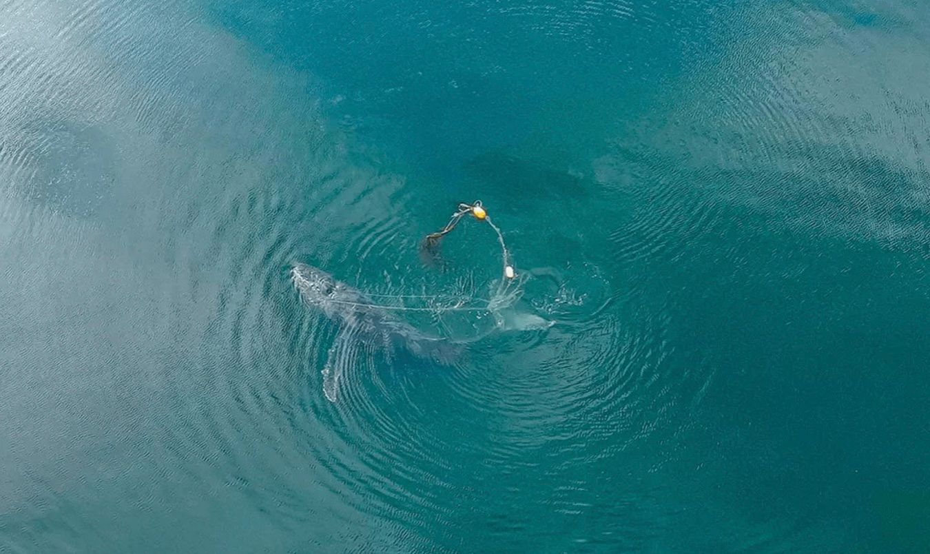 Захисники дикої природи врятували кита, який потрапив у пастку
